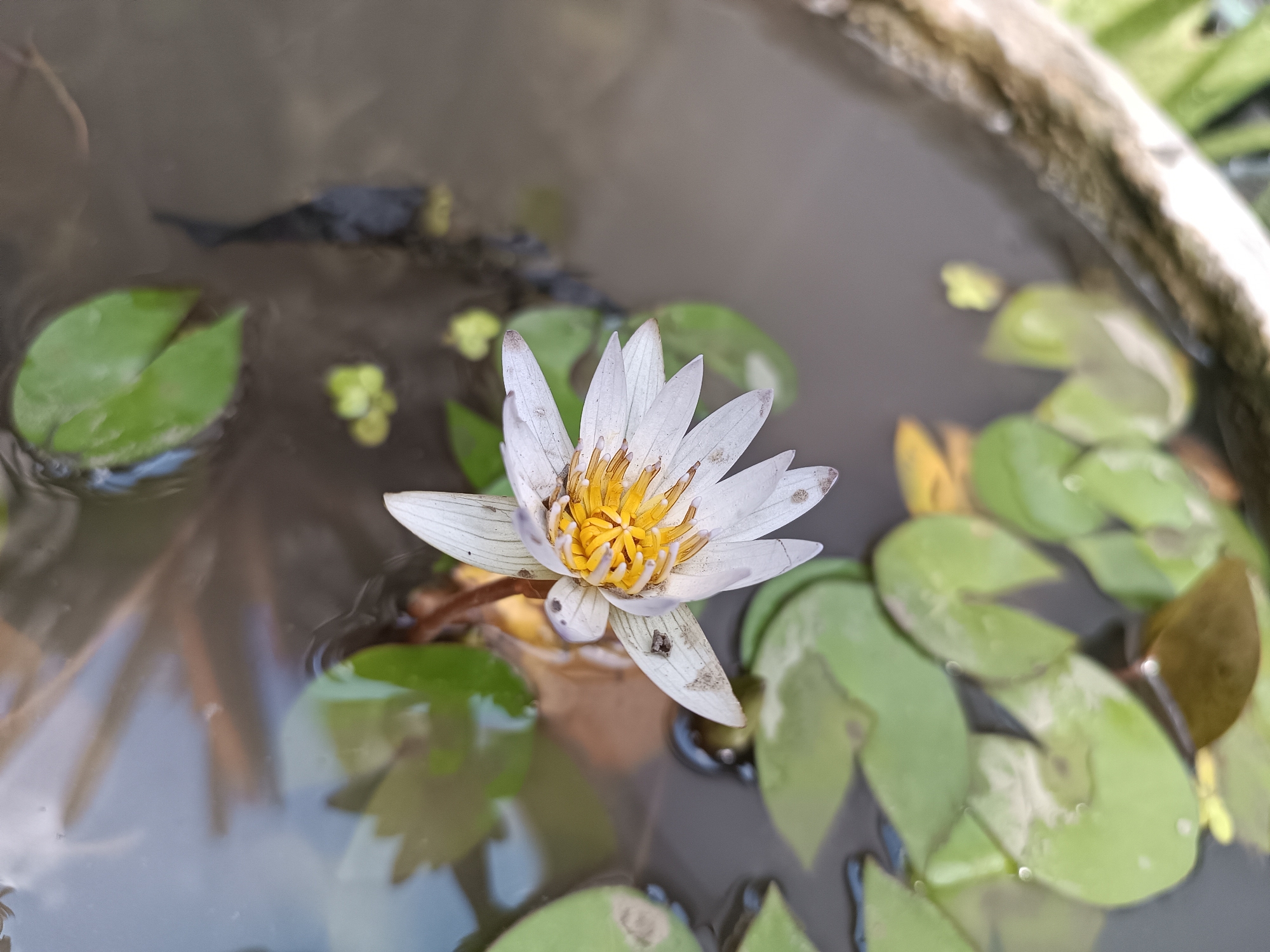 A white water lily with a yellow center is floating in murky water within a concrete planter. Several green lily pads surround the flower, some partially submerged. The water's surface reflects muted colors, and the edge of the planter is visible at the top right. The scene suggests an outdoor aquatic environment, possibly a garden or pond, located in Tabanan, Indonesia.