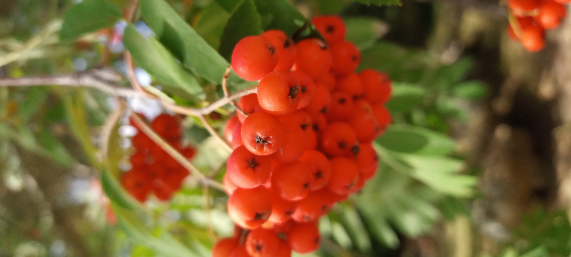 A cluster of bright orange rowan berries hangs from a branch. The berries are small and round, with a dark stamen at the center of each. They are clustered together, forming a dense bunch. The branch is thin and woody, with a few green leaves visible in the background. The berries appear ripe and ready to be eaten. The background is blurred, but it seems to be an outdoor setting, possibly a park or garden. The lighting is soft and natural, suggesting it is daytime. There are no people or animals visible in the image. The overall impression is one of natural beauty and abundance. It is not possible to determine the specific location in Dortmund, Germany from the image.