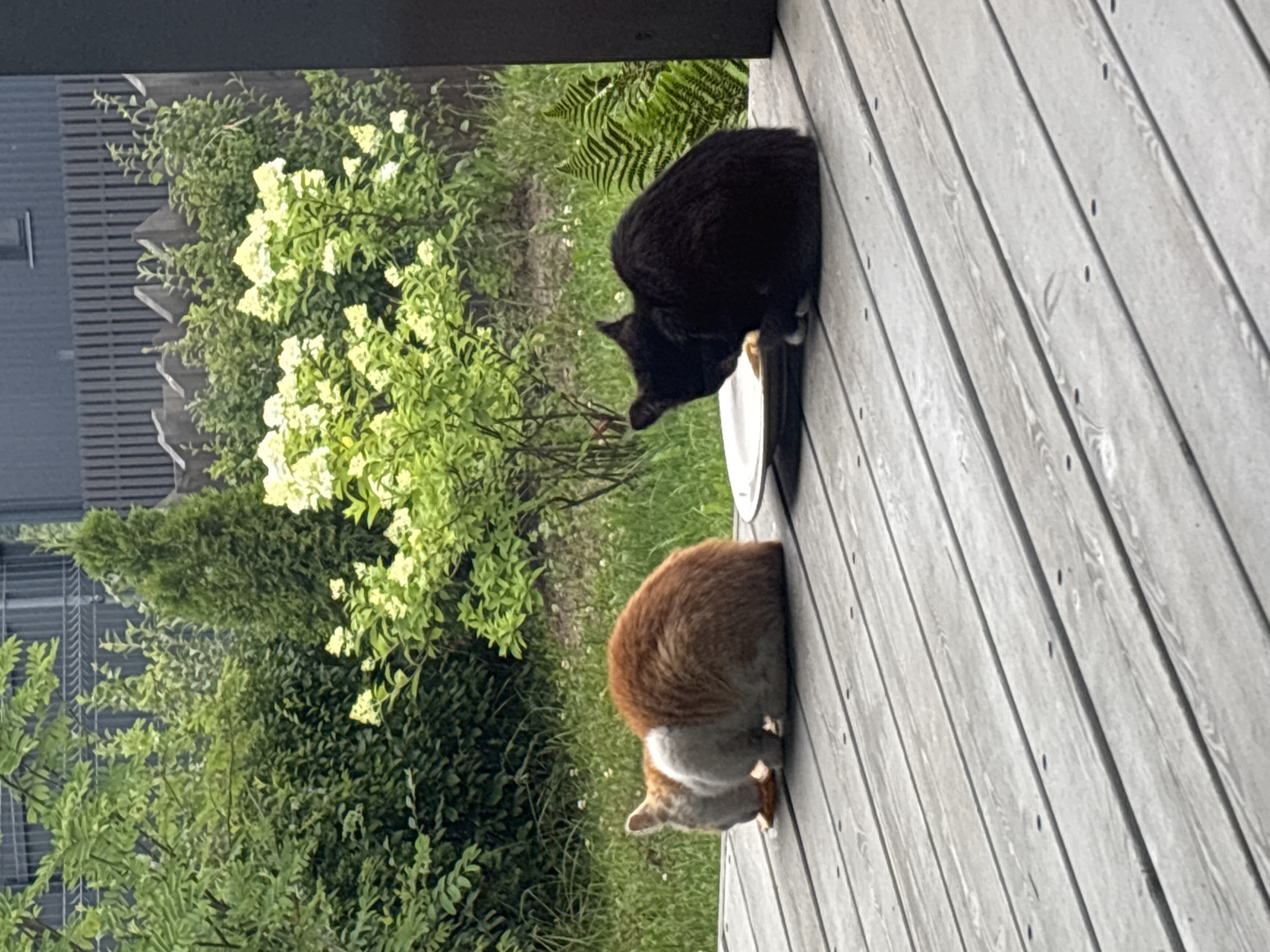 Two cats are eating from plates on a wooden deck. On the left is a ginger and white cat, and on the right is a black cat. In the background, there is lush greenery, including bushes and trees, with some light-colored flowers. A wooden fence and part of a building are visible behind the vegetation. The scene appears to be a residential outdoor area. The location is Zvenigorod, Russia.