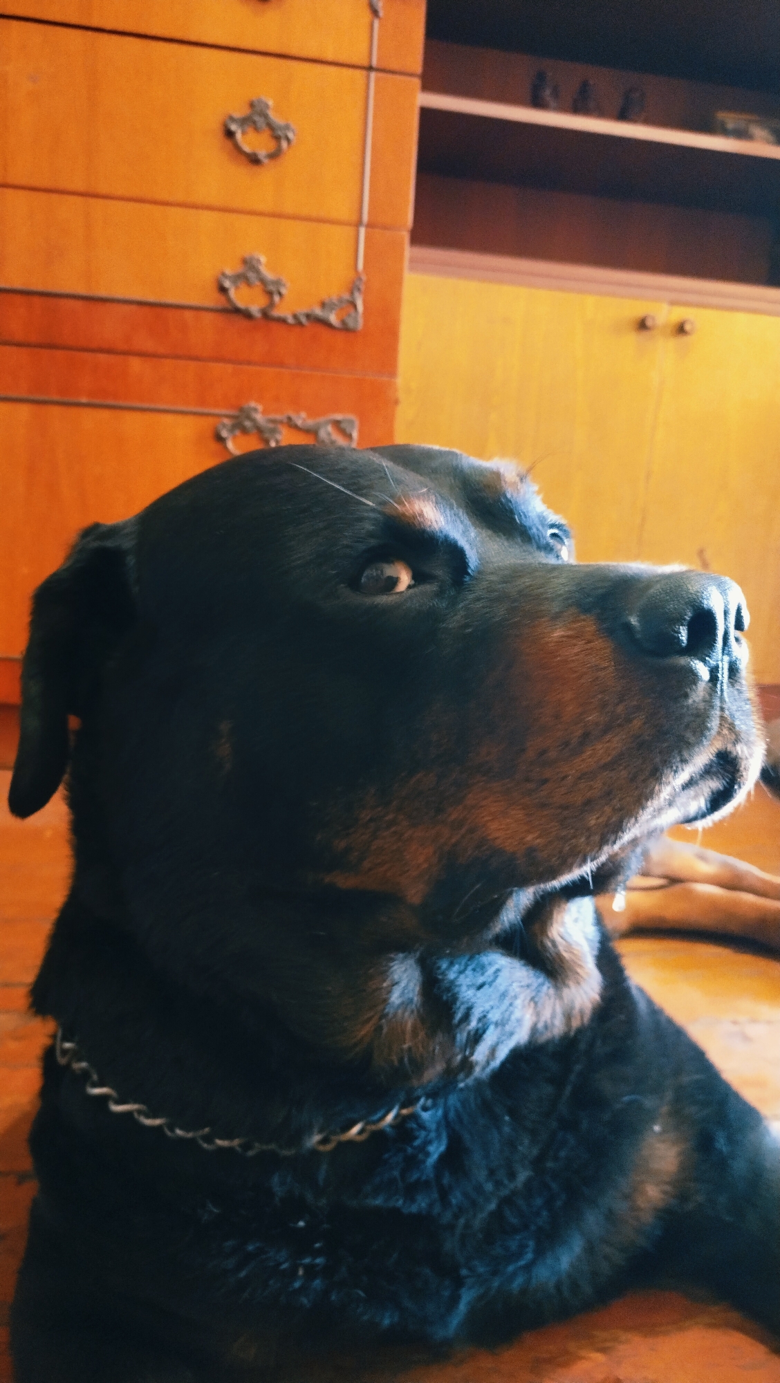 A Rottweiler dog is lying down indoors, with its head turned to the right, looking upwards. The dog is black with tan markings and is wearing a silver chain collar. In the background, there is a wooden dresser with ornate handles and a yellow cabinet. The floor is wooden. This scene is taking place in the city of Horishni Plavni, Ukraine.