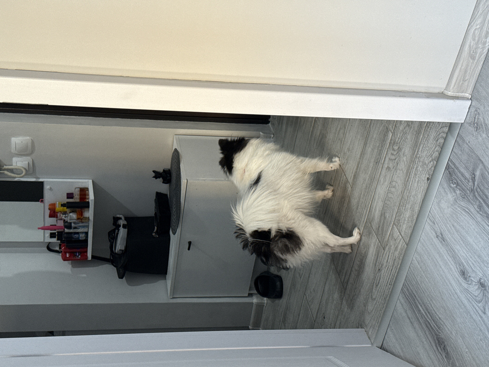 A medium shot captures a room interior, revealing a black and white dog standing on a gray, wood-like floor. The dog's back is turned towards the camera, its head turned slightly to the left. A white cabinet with a closed door is visible behind the dog. To the left, a shelf mounted on the wall displays various items, including bottles and containers. A black bag or container sits beneath the shelf. The room is illuminated by a soft, diffused light. The location of the image is Stara Zagora, Bulgaria.