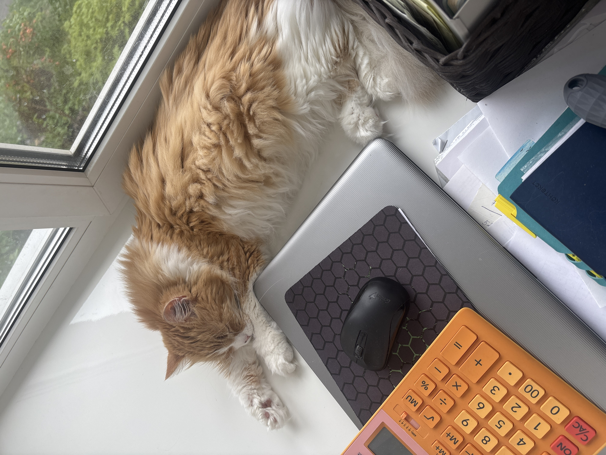 A high-angle shot captures a ginger and white long-haired cat sleeping on a white windowsill, amidst office clutter. The cat is positioned near a closed silver laptop with a black mouse placed on a black mousepad with a honeycomb pattern. An orange calculator sits nearby, bearing mathematical symbols and numbers. The window reveals an out-of-focus view of greenery. Behind the laptop, there is a stack of papers and a notebook. The OCR text on the notebook indicates that it is likely written in Russian (Kontrakt).