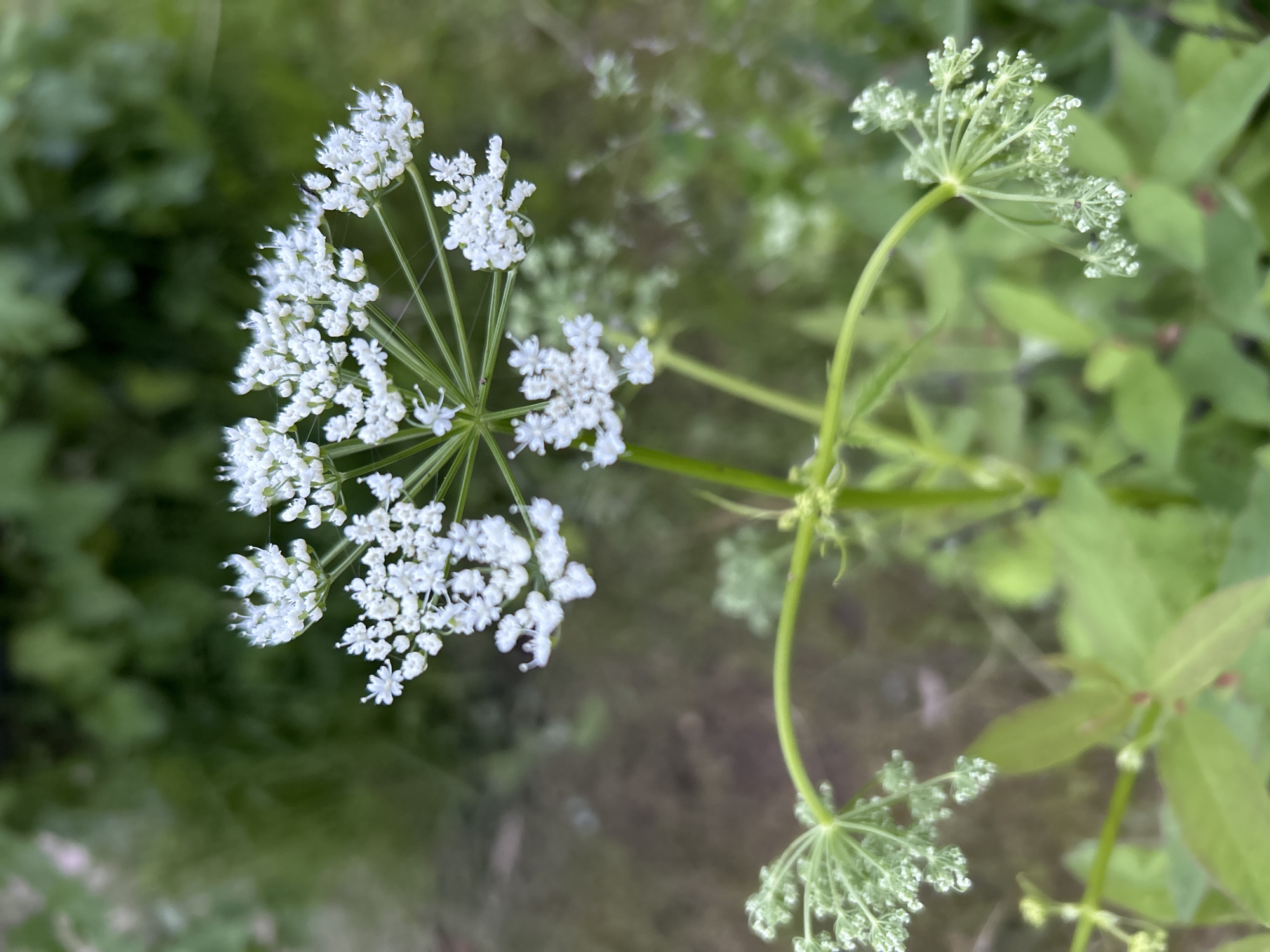 This is a close-up, high-angle forensic photograph taken in the city of Chaikovsky, Russia, capturing the upper portion of a herbaceous plant with white inflorescences. The primary subject is a mature, compound umbel of small, white flowers, centrally positioned and in sharp focus, against a soft, blurred green background of foliage. The individual white flowers are tiny, with distinct petals, forming a dense, rounded cluster. Below this main cluster, several smaller, less mature flower clusters, still largely in bud and appearing light green, extend outwards on curved, slender green stems from the main stalk. Fine, delicate strands, possibly spider silk or dew, are faintly visible between some of the white florets. The main stem of the plant is green and vertical. Out-of-focus green leaves and other blurred vegetation constitute the immediate foreground and background, indicating an outdoor, natural setting, possibly a garden, meadow, or forest edge within the urban or peri-urban environment of Chaikovsky. The lighting is natural and even, highlighting the white flowers. No people, animals, or man-made objects are distinctly visible.