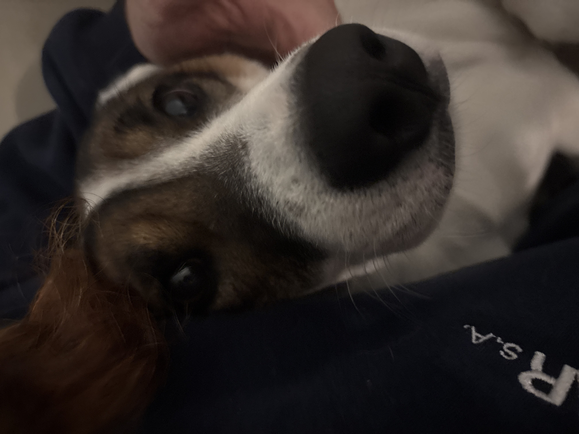 A close-up, tilted-angle shot shows a dog lying on a person's chest. The dog has a large, black nose, white and brown fur around its face, and visible eyes. Red-brown hair is present in the lower-left corner of the image, possibly belonging to the person the dog is lying on. The person is wearing a dark blue garment, partially visible at the bottom and right of the frame, with white lettering. The garment's text reads "R S.A." The location in the city of Buenos Aires, Argentina is unknown.