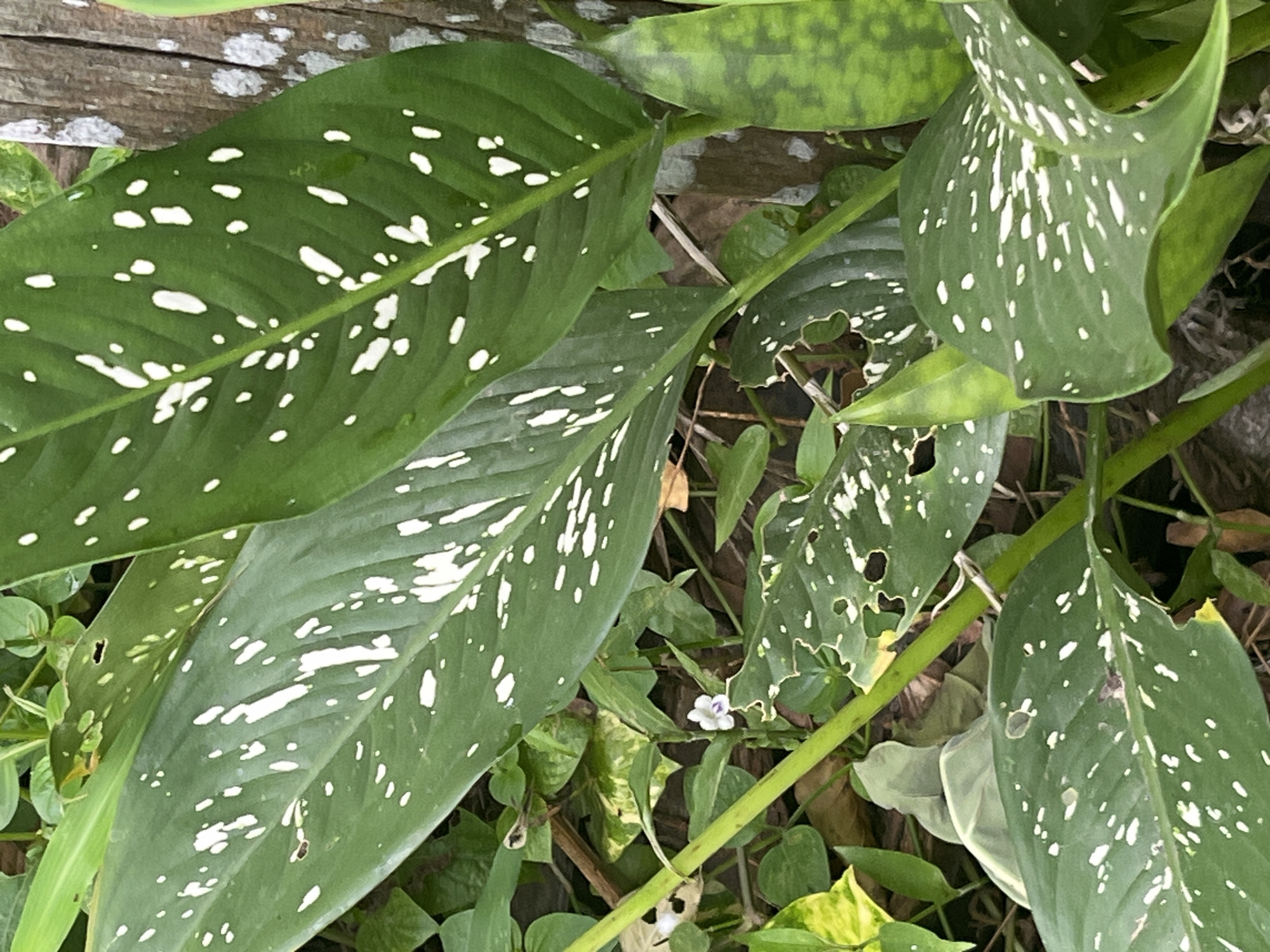 A close-up, high-angle outdoor shot captures a cluster of large, dark green leaves with irregular white splotches, characteristic of a Dieffenbachia plant, commonly known as a dumb cane. The leaves exhibit signs of damage, with some having holes or ragged edges, suggesting insect activity or natural decay. Amidst the foliage, a small, delicate white flower with a purple center is visible. The background is a blur of more green leaves, brown soil, and a rough, textured wooden surface, possibly a tree trunk, to the right of the frame. The scene appears to be in a natural or garden setting within Meliau Hulu, Indonesia, likely during daylight hours given the brightness of the illumination. There are no people or animals present in the image.