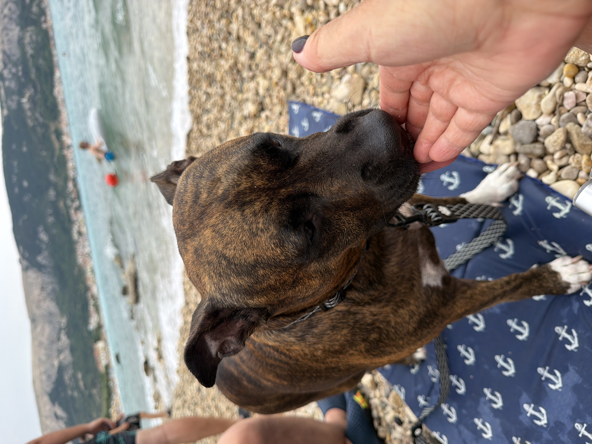 At a beach in Općina Baška, Croatia, a brindle-colored dog with white paws stands on a blue mat with an anchor pattern. A human hand is offering the dog a treat, which the dog is sniffing. The background shows the Adriatic Sea with a child swimming in the distance. The shoreline is rocky, and a mountain range with some buildings is visible across the water.