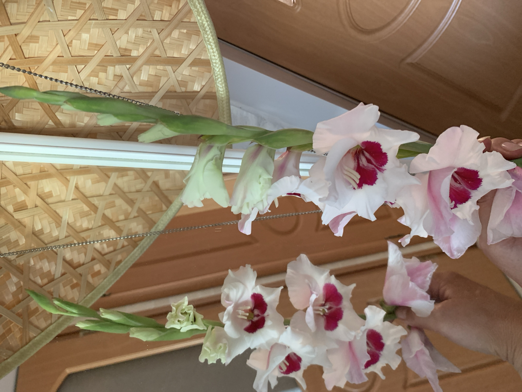 The image shows a close-up view of several white gladiolus flowers with deep pink centers, held by a person's hands. The flowers are arranged on a green stem, with some buds visible at the top. In the background, a woven bamboo screen is visible, as well as a portion of a wooden door. The lighting suggests an indoor setting, possibly a home in Kapyĺ, Belarus. The scene is static and focuses on the delicate beauty of the flowers.