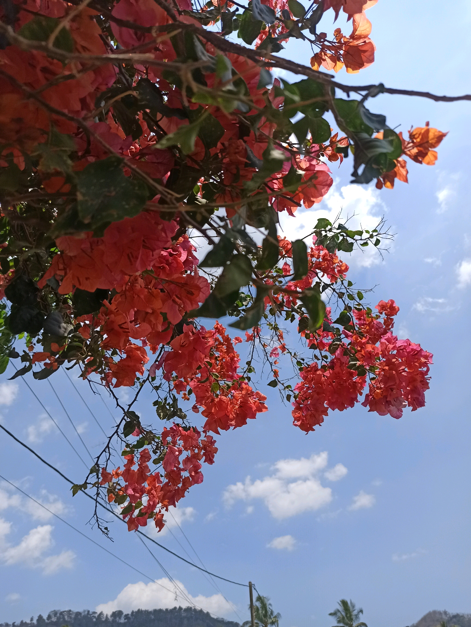 A low-angle, close-up shot captures a cluster of vibrant, coral-pink bougainvillea flowers cascading from tree branches against a bright blue sky dotted with fluffy white clouds. The flowers, some appearing translucent due to backlighting, are densely packed, with thorny stems and a few scattered green leaves visible. In the background, faint power lines traverse the sky, and a hazy, tree-covered hillside with a few palm fronds is visible at the bottom of the frame. The scene suggests a tropical outdoor setting, possibly in Tlogosari, Indonesia, during daylight hours.