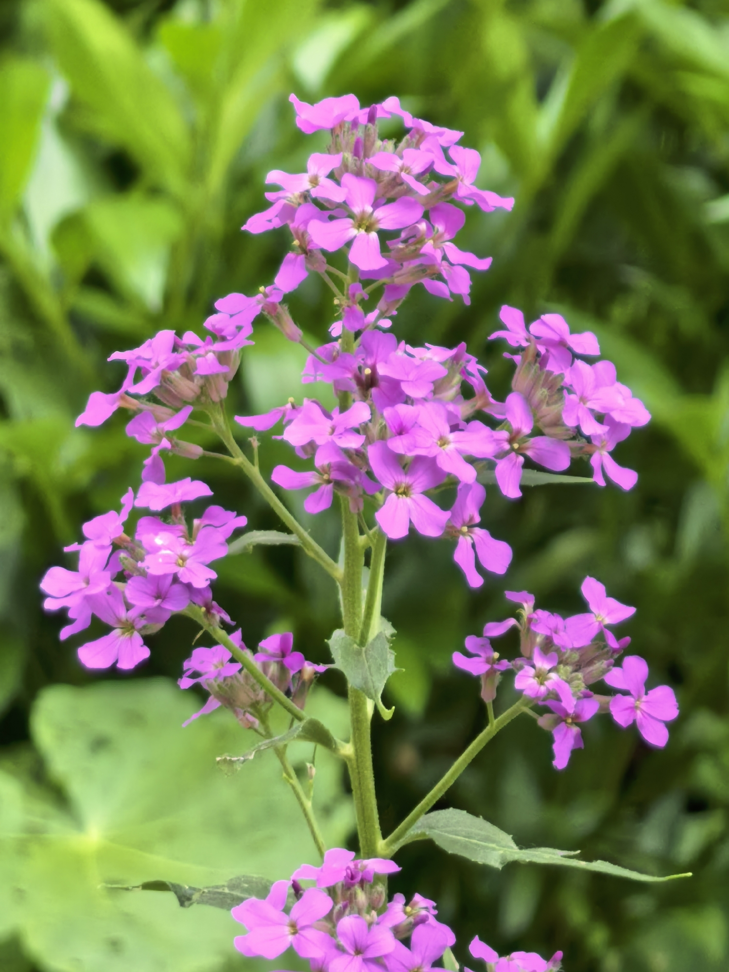 The image presents a close-up shot of a stem of flowering plants with small, purple, four-petaled flowers arranged in clusters along the stem. The stem is light green and has a few leaves. The background is blurred and consists of green foliage, suggesting a natural, outdoor setting. The image does not provide any information about the location in the city of Sterlitamak, Russia.