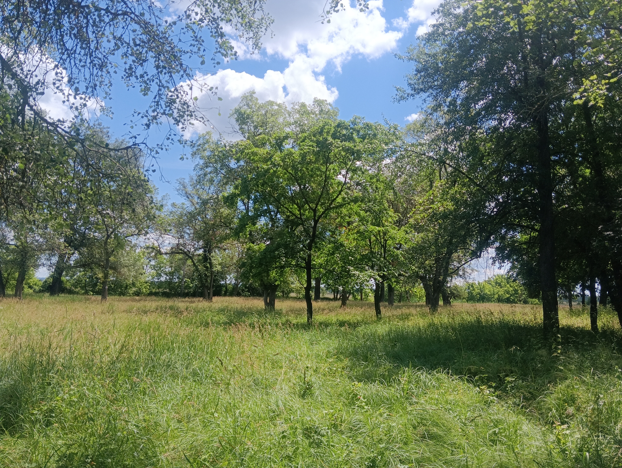 The image depicts a sun-drenched meadow dotted with numerous trees under a bright blue sky with scattered white clouds. The grass in the foreground is tall and verdant, with some stalks appearing dry and golden. In the middle ground, several trees with lush green foliage stand in scattered clusters, their trunks varying in thickness. The background features a dense line of trees, suggesting a forest edge, with a glimpse of a distant hill or ridge. The overall impression is one of a natural, untamed landscape bathed in natural light. There are no people or identifiable man-made structures visible in the scene. The location is described as Unknown, Unknown.