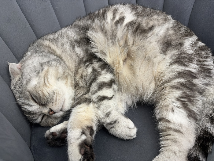 A silver tabby domestic cat, likely a Scottish Fold due to its characteristic folded ears, is depicted sleeping soundly, curled in a relaxed posture. Its eyes are closed, and its head is nestled into its body. The cat exhibits a distinct coat pattern of dark gray stripes and spots on a lighter silver-gray background, with a paler, almost cream-colored underbelly. The paws are visible, showing dark pads. The animal is resting on an upholstered surface of a dark gray color, which features vertical linear indentations, suggesting a padded cushion or piece of furniture. The lighting appears uniform, indicative of an indoor setting. The image does not provide sufficient detail to determine the specific location within the city of Chaikovsky, Russia.