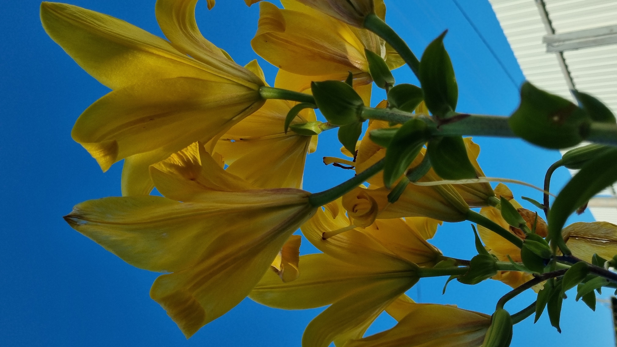 This is a low-angle, close-up, vertical shot of yellow lily flowers against a bright blue sky. The flowers are in bloom, with their petals unfurled and facing upwards. The stems and leaves of the lilies are visible, along with some buds. In the background, a white corrugated metal fence and power lines can be seen. The image appears to be taken outdoors in a residential or garden area. The location is Vysokoe, Russia.
