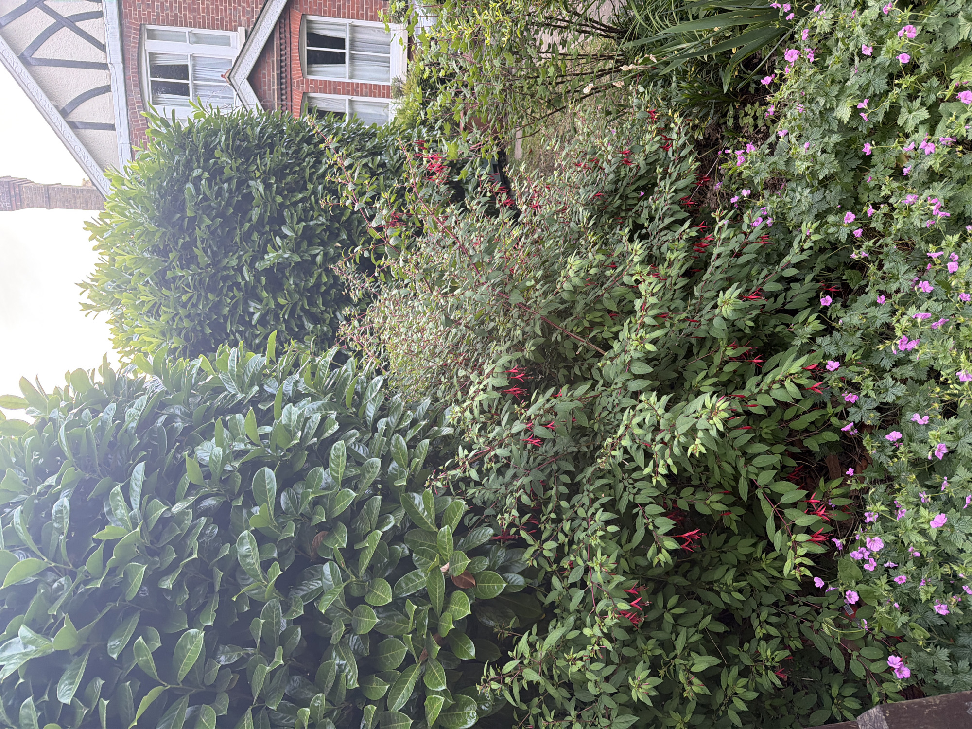 This image presents a detailed view of a private garden in Maidstone, United Kingdom, with a portion of a residential house visible in the background under diffused natural light.
The foreground is densely vegetated. At the lowest level, a ground cover of plants with numerous small, five-petaled flowers in shades of light purple or pink is present, interspersed with lobed, mid-green leaves. A dark, possibly wooden, vertical element is partially visible at the bottom-left edge. Rising above this ground cover, and extending across the mid-ground, are multiple shrubs featuring distinctive pendulous, bell-shaped flowers of a vibrant red color, growing on slender, reddish stems with green foliage, consistent with Fuchsia plants.
Behind these flowering shrubs, a substantial, dense evergreen hedge, characterized by large, glossy, dark green leaves, occupies the left side of the mid-ground and extends upwards, partially obscuring the sky. A similar, though less prominent, green hedge or large shrub is visible on the right side, closer to the house.
The background reveals a section of a two-story house constructed of reddish-brown brick. The lower level features a projecting bay with two white-framed sash windows, both fitted with white curtains. The upper story transitions to a cream or off-white rendered facade, adorned with dark timber framing in a mock Tudor style. Two additional white-framed sash windows with white curtains are visible on this upper level. A prominent brick chimney stack rises above the roofline on the left side of the house. No individuals or animate subjects are present in the scene.