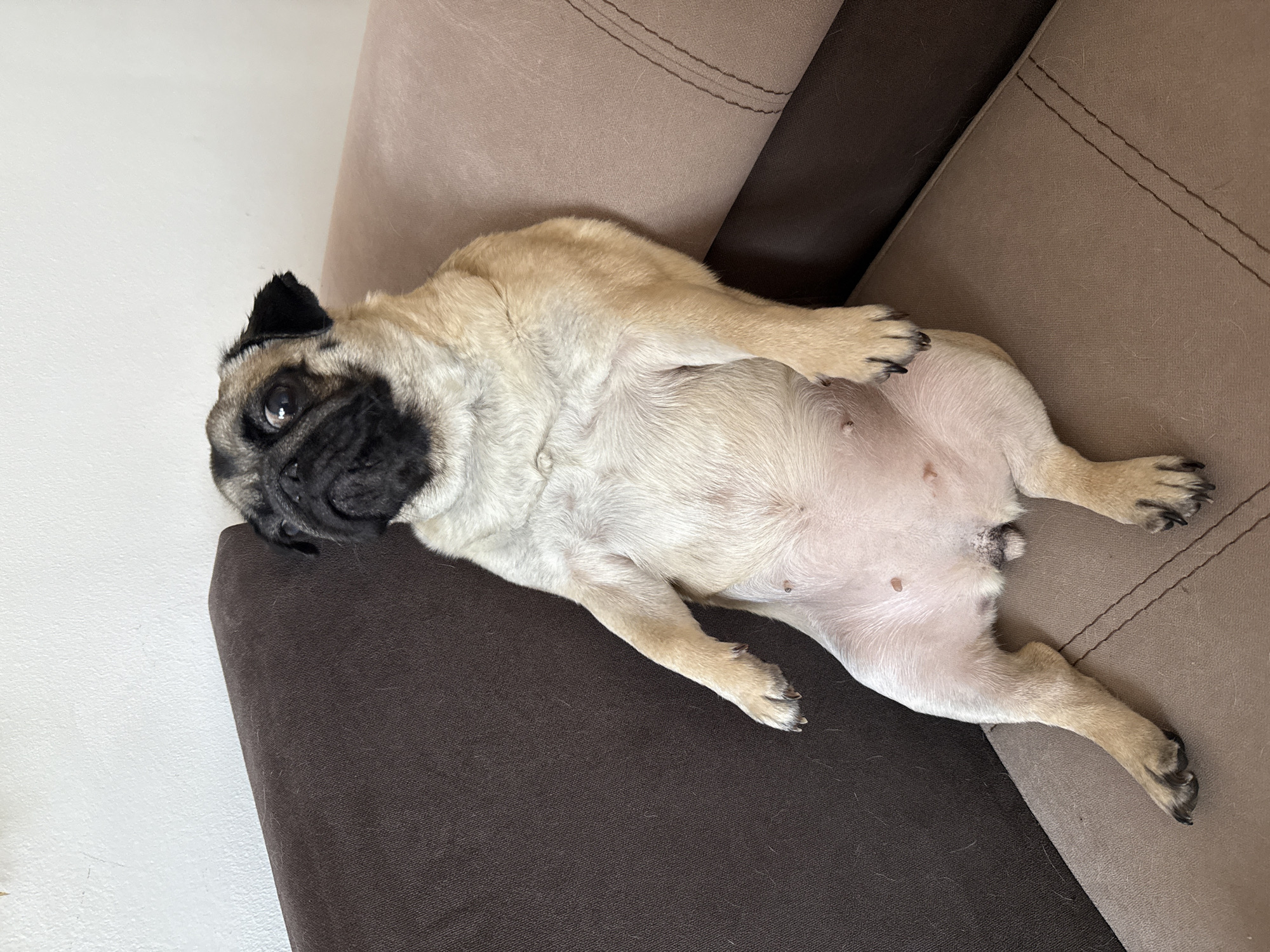 A fawn pug is sitting upright on a two-toned brown and beige couch, with its body angled slightly to the left and its head turned to the left, looking upwards. The pug's front legs are extended forward, and its hind legs are bent at the knees, with paws resting on the couch cushion. The pug's belly is exposed, revealing multiple nipples. The background consists of a white wall and the textured fabric of the couch. The scene appears to be indoors in a residential setting.