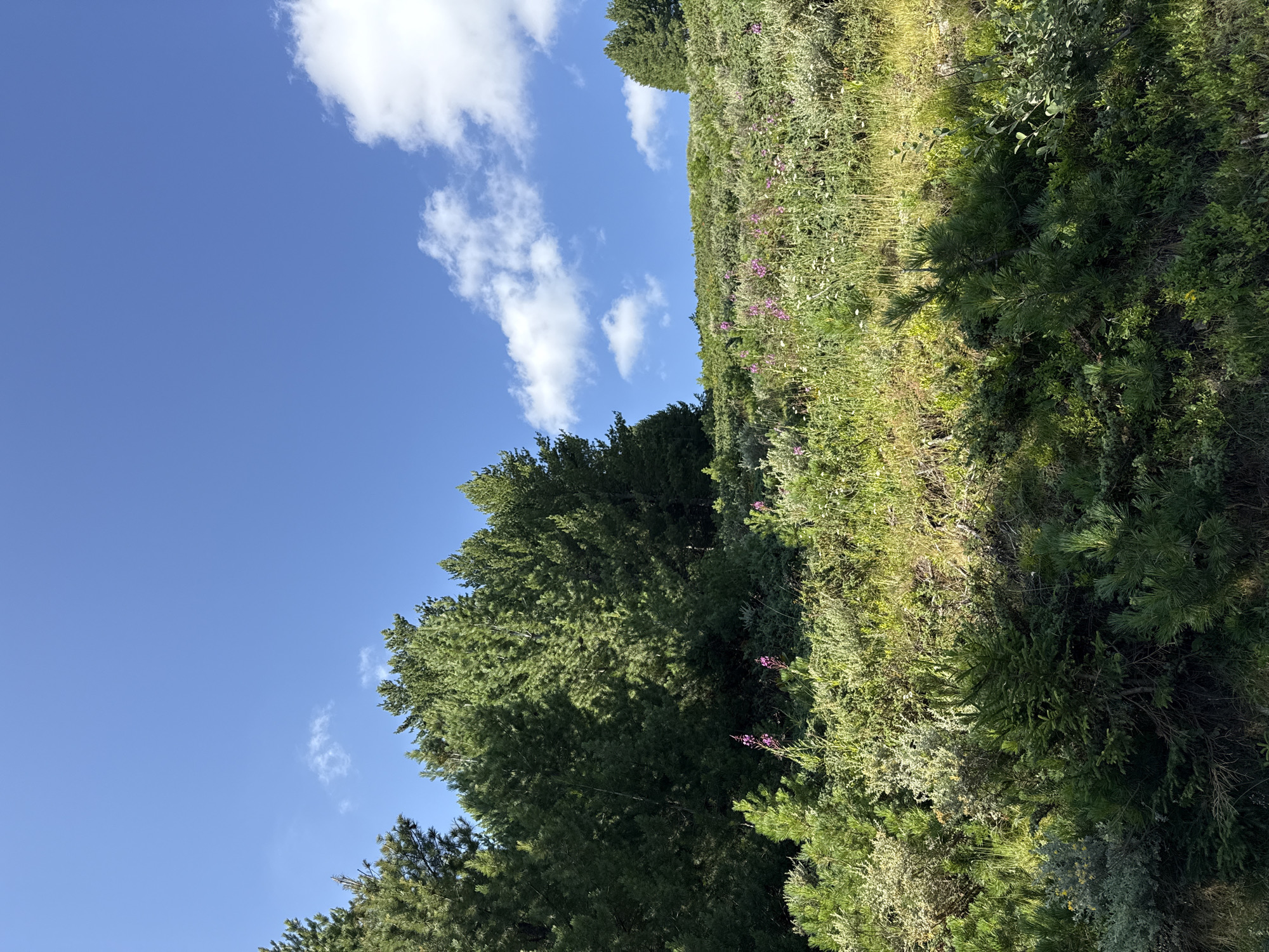 The image depicts a sun-drenched hillside in Dobrinishte, Bulgaria, under a clear blue sky dotted with fluffy white clouds. A dense forest of evergreen trees, primarily pines, dominates the left and upper portions of the scene, casting shadows on the slope. The hillside itself is covered in a tapestry of green foliage, with various types of shrubs and grasses. Scattered among the greenery are clusters of small purple wildflowers, adding touches of color to the otherwise verdant landscape. The sunlight highlights the textures of the vegetation and the details of the distant clouds. The overall impression is one of natural beauty and tranquility, characteristic of a mountainous or forested region.