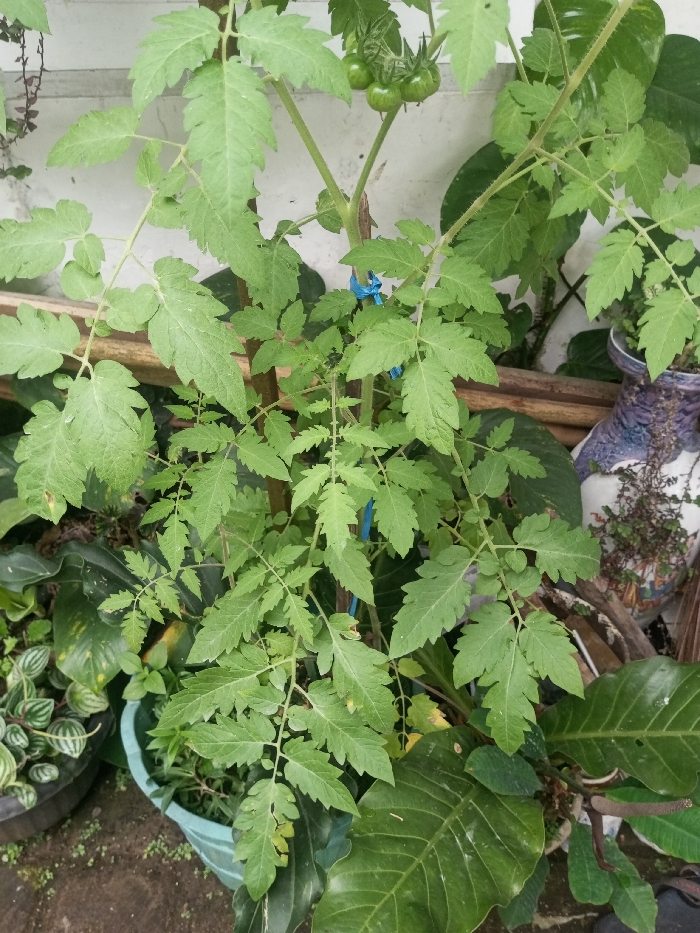 A vibrant tomato plant takes center stage, displaying lush green foliage and a small cluster of unripe green tomatoes. It's supported with blue ties. Various potted plants encircle it, including peperomia, anthurium, and another plant in a patterned vase. A white wall forms the backdrop, partially obscured by greenery, and a weathered wooden structure runs horizontally behind the plant. The scene exudes a thriving indoor or patio garden.