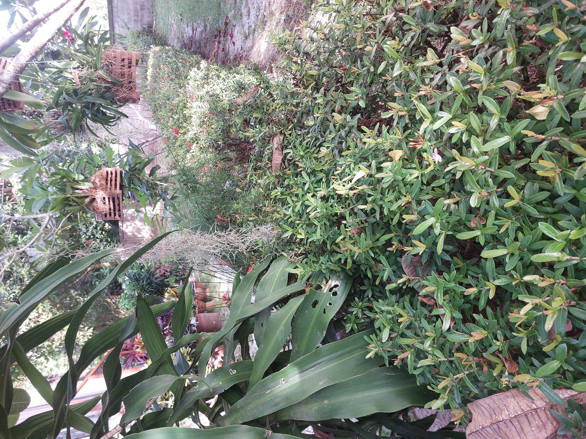 A ground-level, medium shot captures a lush garden scene with a variety of plants. In the foreground, a dense bed of small green bushes with light brown new growth stretches across the frame. To the left, a large, dark green leafy plant with long, broad leaves dominates the left side, with some of its leaves showing signs of damage, including holes. Hanging from unseen structures above are two wooden baskets, each containing plants with long, slender leaves and roots trailing down. One basket has a hint of pink flowers. Between the foreground bushes and the hanging baskets, delicate, wispy strands of air plants hang down. In the background, more greenery is visible, including potted plants and a brick wall. The scene is set outdoors, likely in a tropical environment, consistent with a location in Baan Mae Nam, Thailand. The ground appears to be covered with sand or fine gravel, with some fallen leaves scattered about. The overall impression is one of abundant and natural growth.