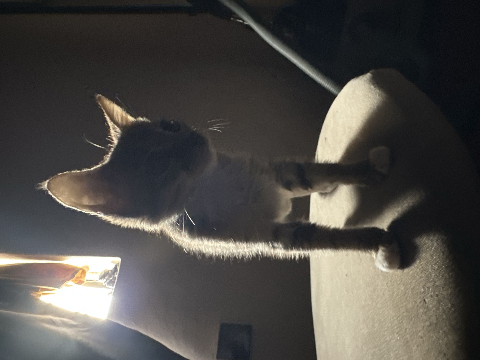 A ginger tabby kitten stands on a rounded, beige surface in a dimly lit room. The kitten is backlit by a bright light source visible in the upper left corner of the frame, casting a strong silhouette and highlighting the fur along its spine and ears. The kitten is facing slightly to the right, with its head tilted. Its paws are white and are visible on the beige surface, which appears to be an upholstered stool or chair. In the background, to the left, a bright window or light fixture is visible behind a curtain or fabric. To the right, a dark, corrugated tube or hose is partially visible. The overall environment suggests an indoor domestic setting, likely in a residential area within Jos, Nigeria, given the context provided.