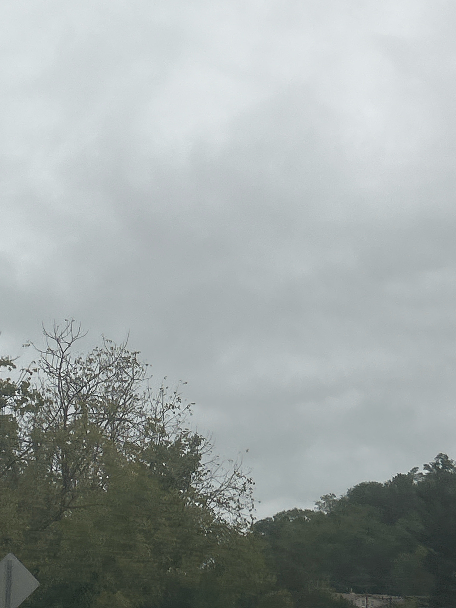 A street sign, a bare tree with some leaves remaining, and a wooded area are visible under a cloudy sky. The sign is a white diamond shape with a gray border. The tree is in the foreground, on the left side of the image, and appears to be deciduous. Behind the tree, a dense wooded area stretches across the middle and right portions of the image, with some buildings visible in the far background. The sky is overcast with heavy gray clouds, suggesting an impending storm or a day of poor weather. The scene is devoid of people or any noticeable activity. The overall impression is one of natural scenery on a gloomy day, possibly near a rural or suburban area given the presence of the street sign and wooded landscape.