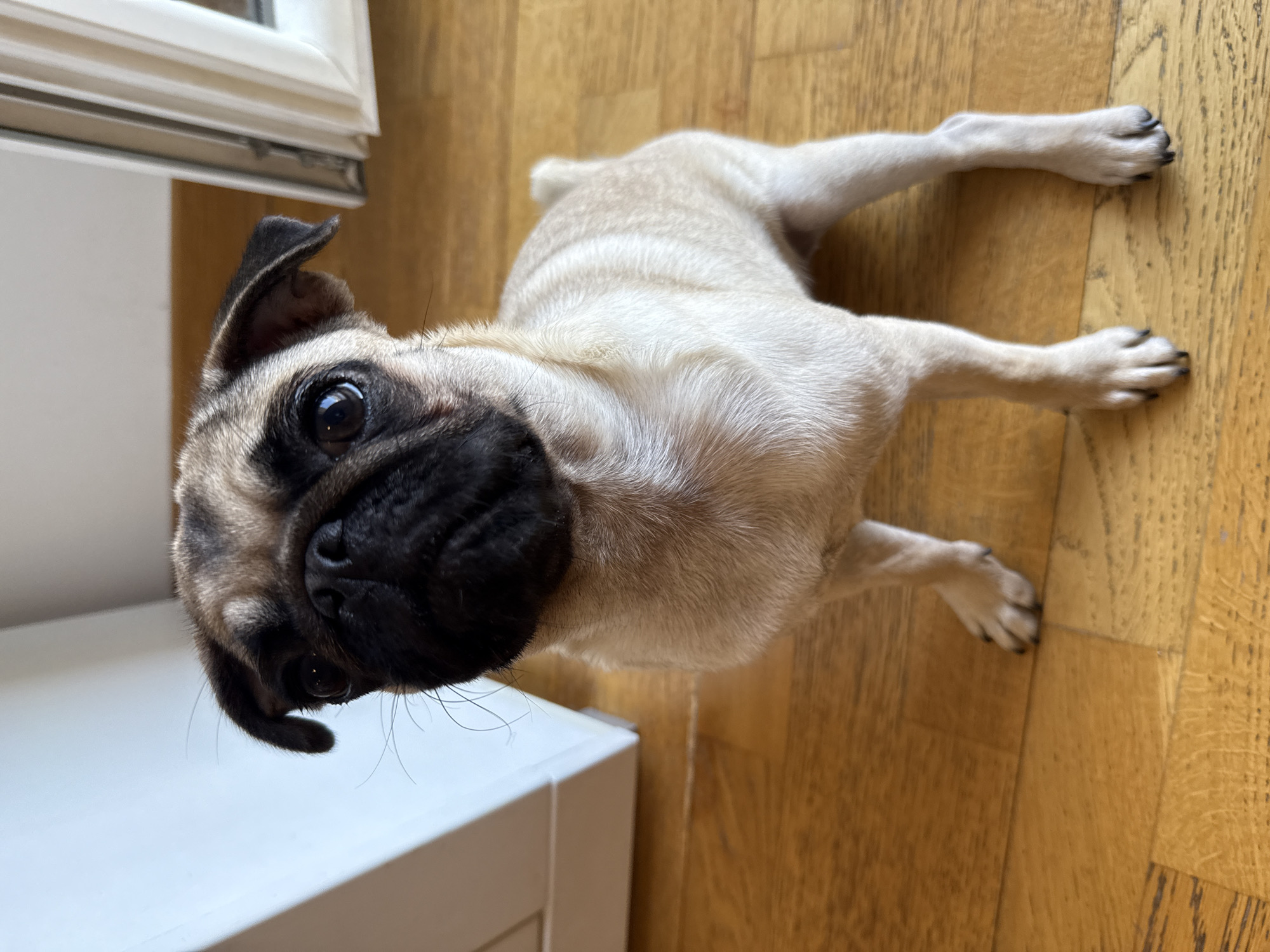 A pug puppy sits on a wooden floor. The puppy is facing the camera with its head tilted slightly. The puppy has fawn-colored fur with a black mask around its eyes and muzzle. Its ears are floppy and its tail is curled. In the background, there is a white cabinet and a window. The lighting is natural and comes from the window.