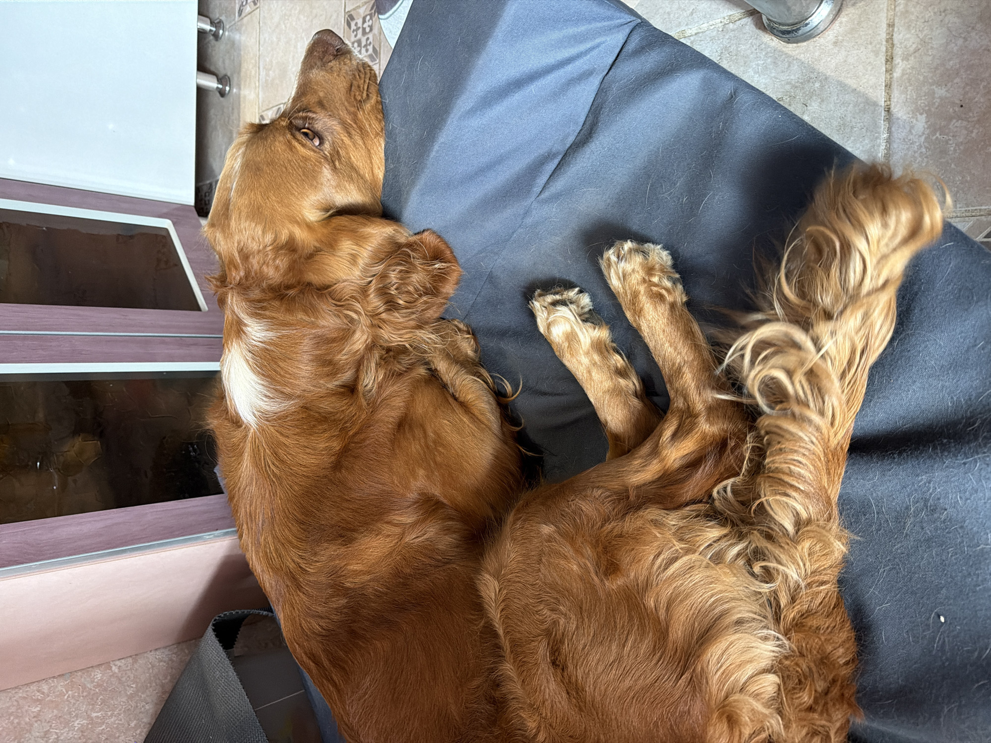 A medium-sized dog with auburn fur lies on a dark blue surface. The dog's head is resting on its paws, and its eyes are closed. The dog's tail is curled around its body. The background of the image is blurred, but it appears to be an indoor setting with furniture and flooring. The image does not provide any specific information about the location in the city of Khabarovsk, Russia.