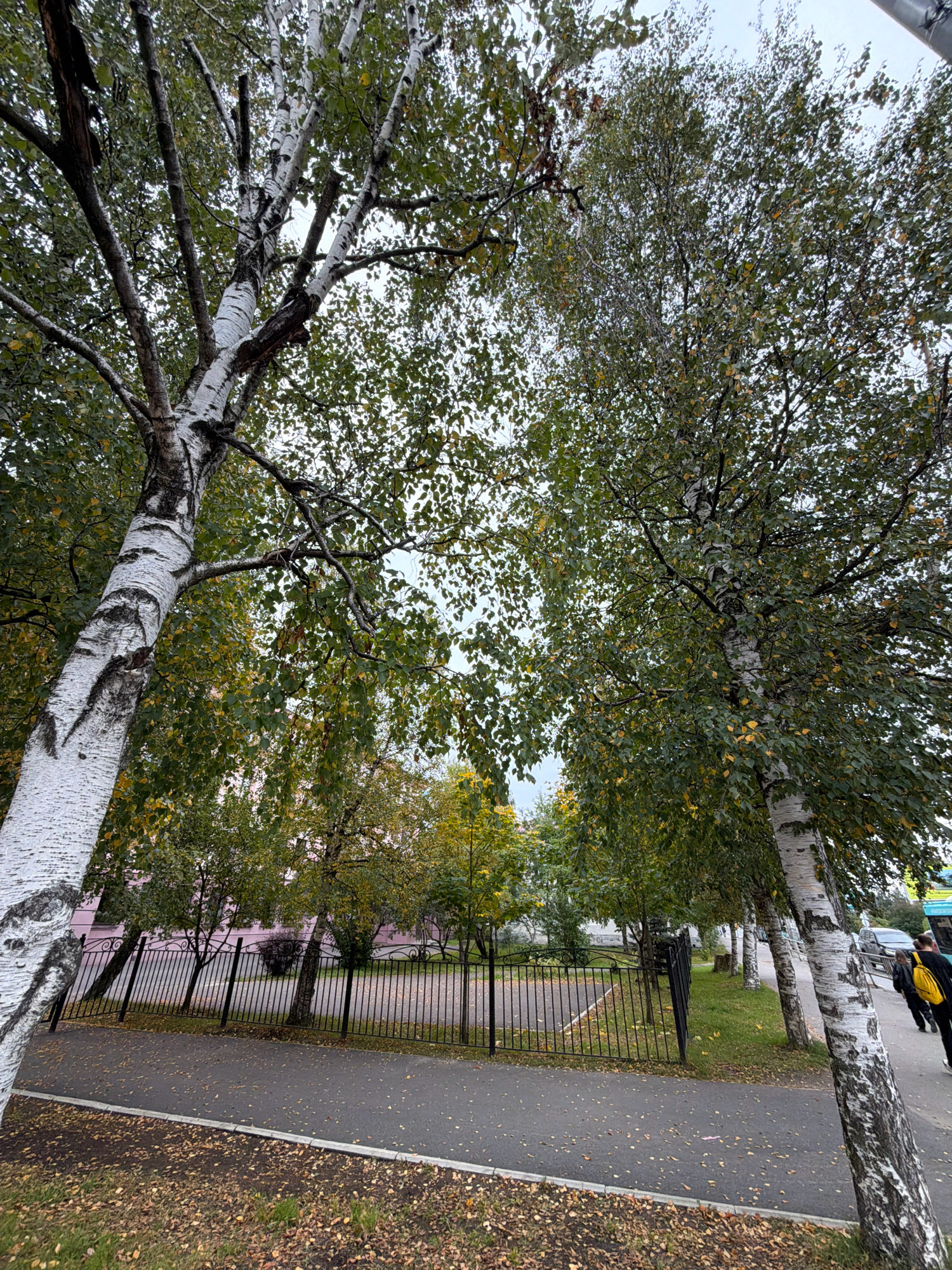 A street-level, low-angle shot captures a sidewalk and trees along a fenced-off area. Two large birch trees with distinctive white bark dominate the foreground, with their branches extending upwards into a cloudy sky. The sidewalk is paved with asphalt and scattered with fallen leaves, indicating an autumn setting. A black metal fence runs along the side of the sidewalk, separating it from a grassy area within the fenced enclosure. Beyond the fence, a pink building is partially visible through the trees. In the background, several more trees with green and yellowing leaves line the street, and a car is parked on the right side of the image. Two individuals, one wearing a yellow backpack, are walking away from the camera on the sidewalk, further down the street. The overall impression is one of an urban environment during the autumn season in Arkhangelsk, Russia.