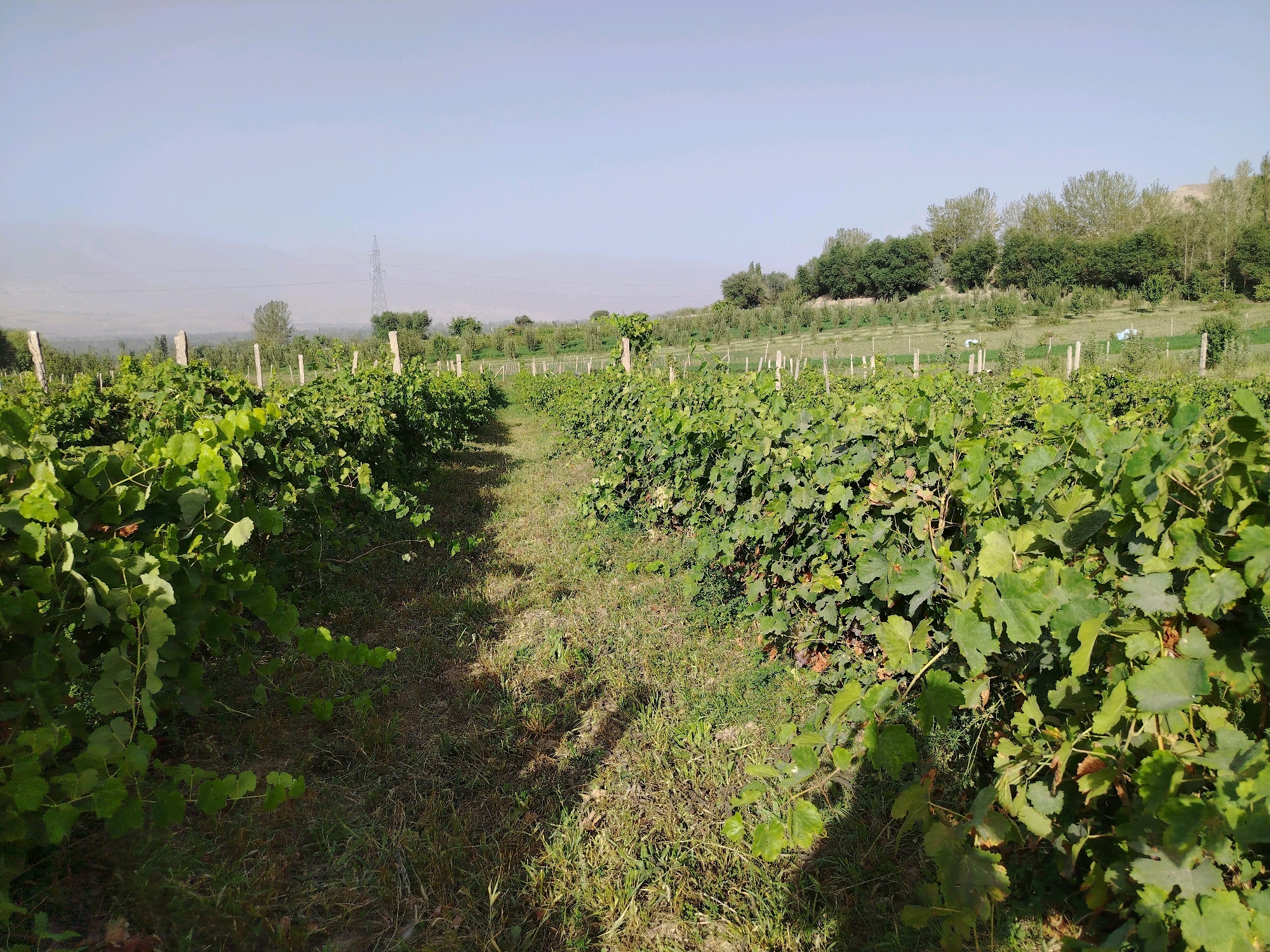 The image depicts a vineyard in Navobad, Tajikistan. The foreground is dominated by rows of lush green grapevines supported by wooden stakes. The vines are dense with large, broad leaves, and some appear to be bearing grapes. A pathway runs between the rows of vines, covered in dry grass and patches of soil. The midground shows more rows of vines extending into the distance, with trees and vegetation lining the background. In the far distance, there is a hazy mountainous landscape and a solitary, tall electrical tower. The sky is a pale, clear blue. There are no people or animals visible in the image.