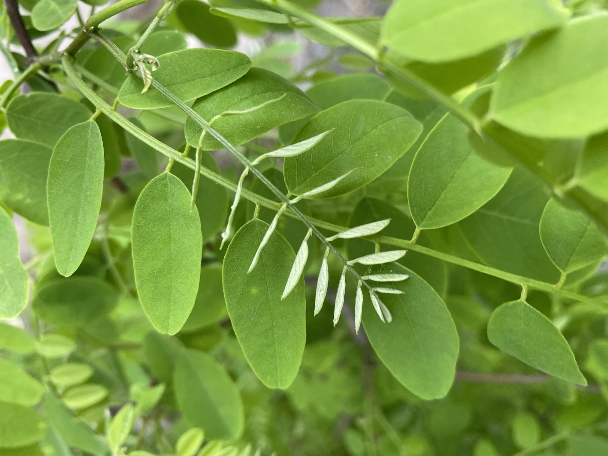 The image shows a close-up view of a green plant with compound leaves, likely a type of legume, possibly a locust tree. The leaves are pinnately compound with oval leaflets. There are also new growths with lighter green leaflets emerging. The plant is located in Dnipro, Ukraine.