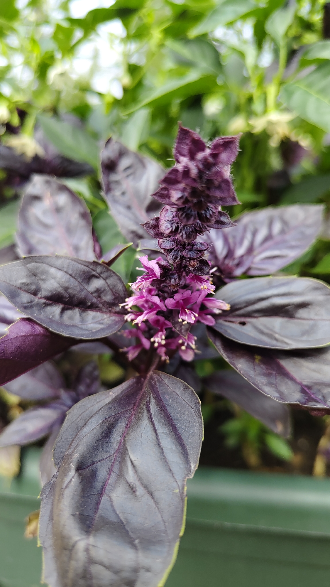 A close-up, vertical shot captures the blooming inflorescence of a dark purple basil plant. The flower stalk rises from the center, adorned with tiny, vibrant pink blossoms and delicate white stamens. Surrounding the bloom are large, deeply veined, ovate leaves, exhibiting shades of dark purple and green. The background is softly blurred, revealing more green foliage and hints of a light sky, suggesting an outdoor or greenhouse setting. The image does not contain any identifiable landmarks or features that would suggest a specific location within Krasnoyarsk, Russia. There are no people, animals, or any actions or interactions taking place in the scene. The focus is solely on the botanical subject.