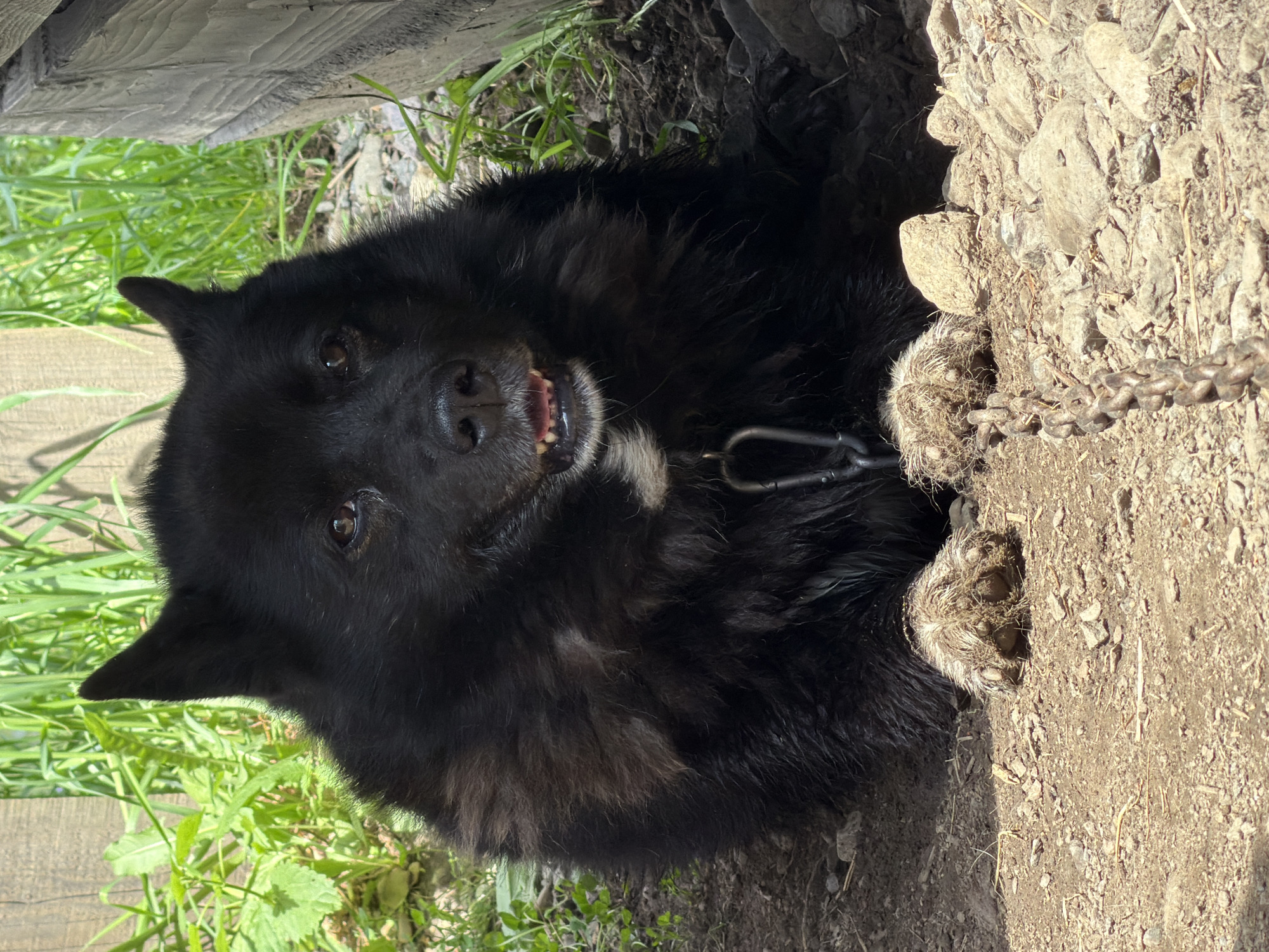 A black dog with thick fur is lying on the ground outdoors. The dog is facing the camera with its mouth slightly open, revealing its teeth. A metal chain is visible around the dog's neck and extending towards the foreground. The ground is covered with dirt and small rocks. In the background, there is green grass and a wooden fence. The scene appears to be in a rural or outdoor setting, possibly a yard or a kennel, within the city of Tashtagol, Russia. The lighting suggests it is daytime.