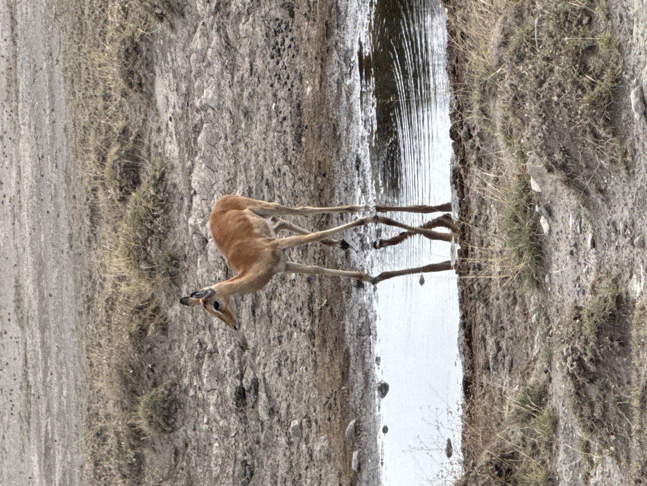 A single impala (Aepyceros melampus) stands in a shallow body of water within the arid landscape of Sinoni, Tanzania. The animal, predominantly light brown with slender legs, is positioned facing left, with its four legs partially submerged. A clear reflection of its lower body and legs is visible on the water's surface, which exhibits minor ripples. The surrounding environment consists of dry, cracked earth with sparse, yellowish-brown grass clumps and scattered small rocks. No other animals or human subjects are present.
