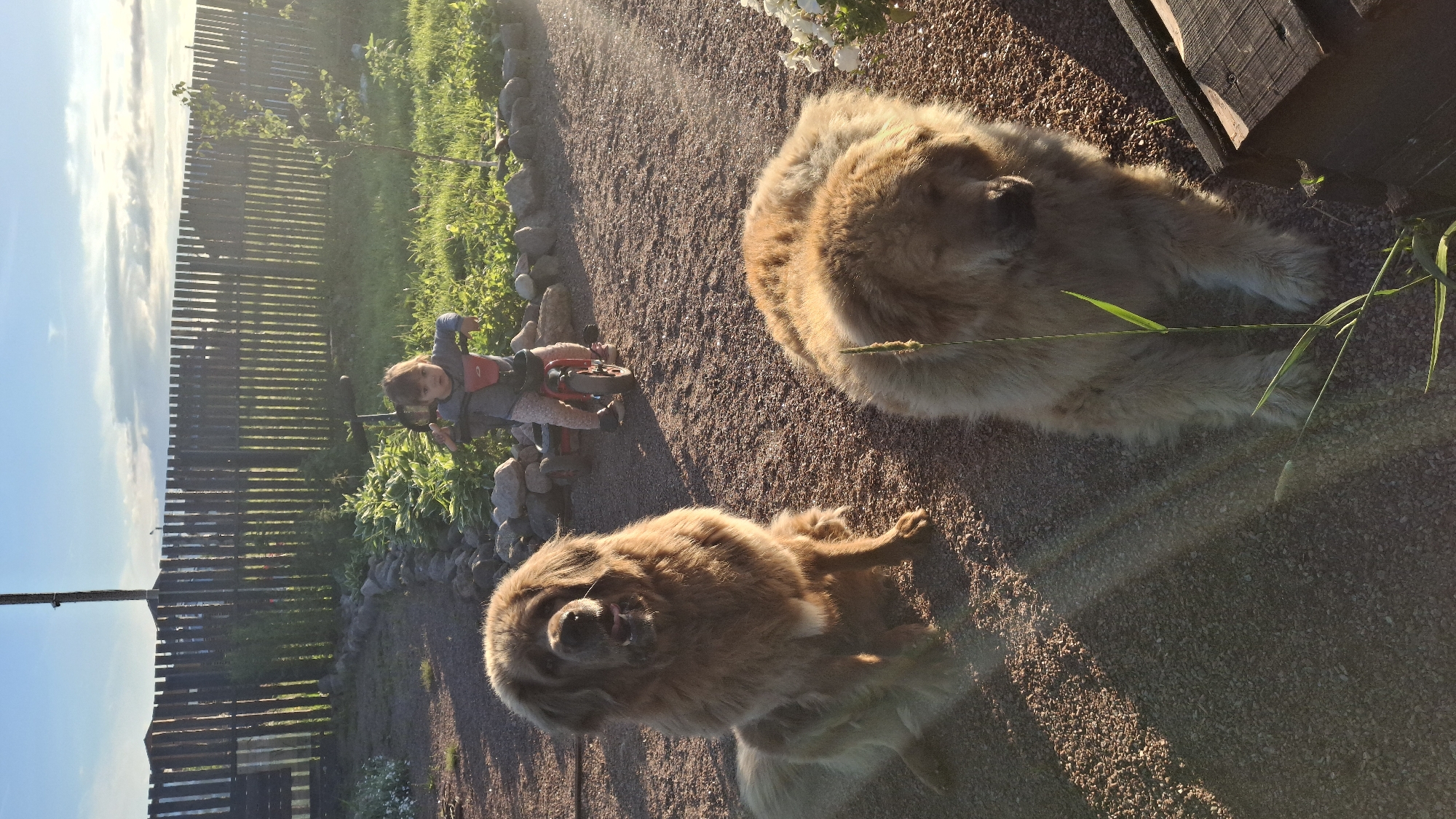 A child is riding a small red tricycle in a yard in Kempelevo, Russia, with two large fluffy dogs nearby. The child, wearing a grey shirt and pink pants, is looking towards the viewer with their hands on the handlebars. The larger dog, a light brown breed with a shaggy coat, sits to the left of the frame, facing the camera with its mouth open. A second dog, also large and fluffy, is partially visible in the lower right of the frame, lying down and facing away from the camera. The yard is covered in gravel, with a wooden fence in the background and lush green grass and plants bordering the yard. The sun is setting, casting long shadows across the scene.
