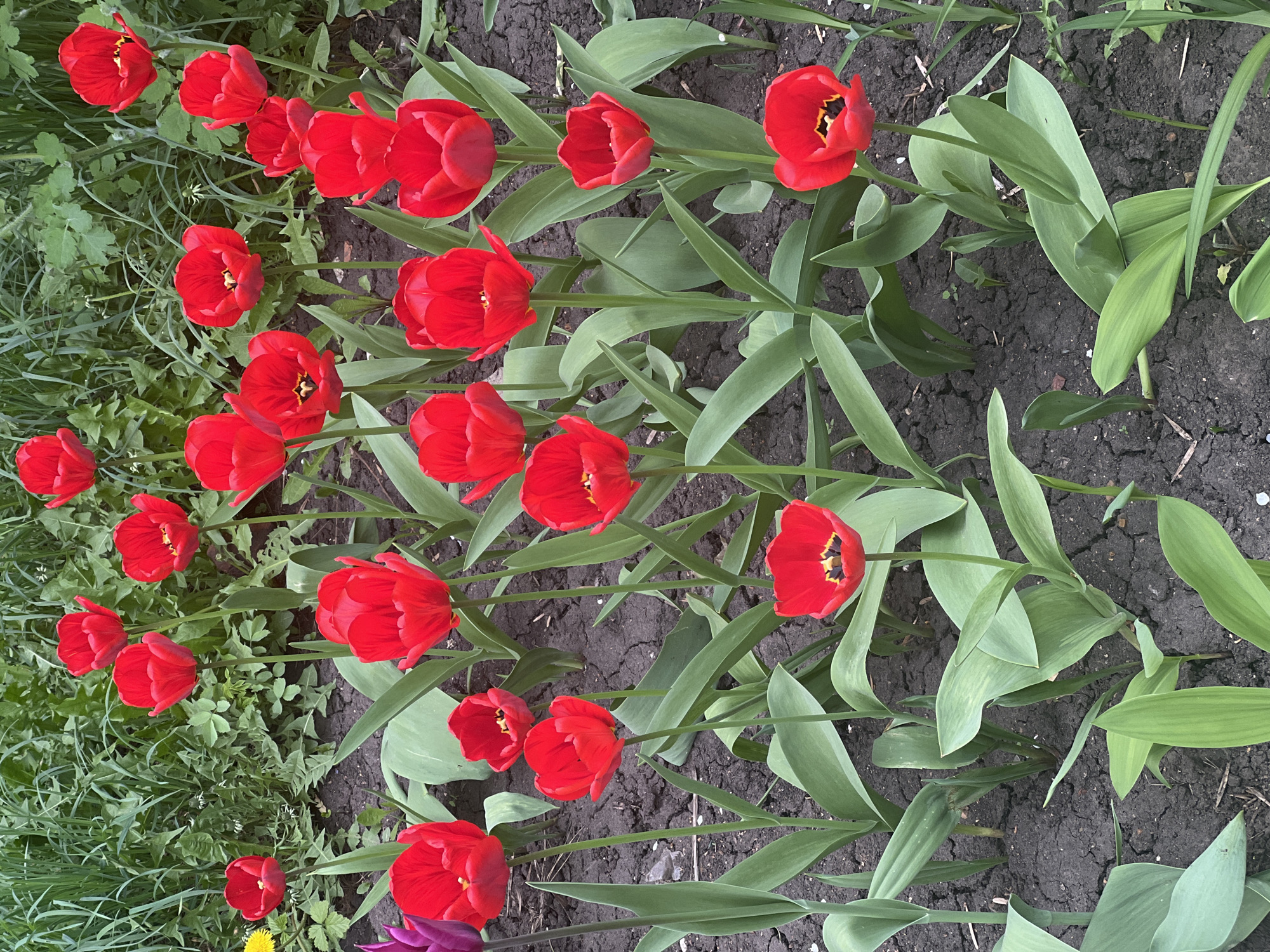 The image shows a row of red tulips growing in a garden in Ufa, Russia. The tulips are in various stages of bloom, with some fully open and others still closed. The leaves of the tulips are green and healthy. The soil is dark and moist. The garden is well-maintained and free of weeds. In the left of the image, other greeneries are growing. Overall, the image is a pleasant view of spring flowers in a garden setting.