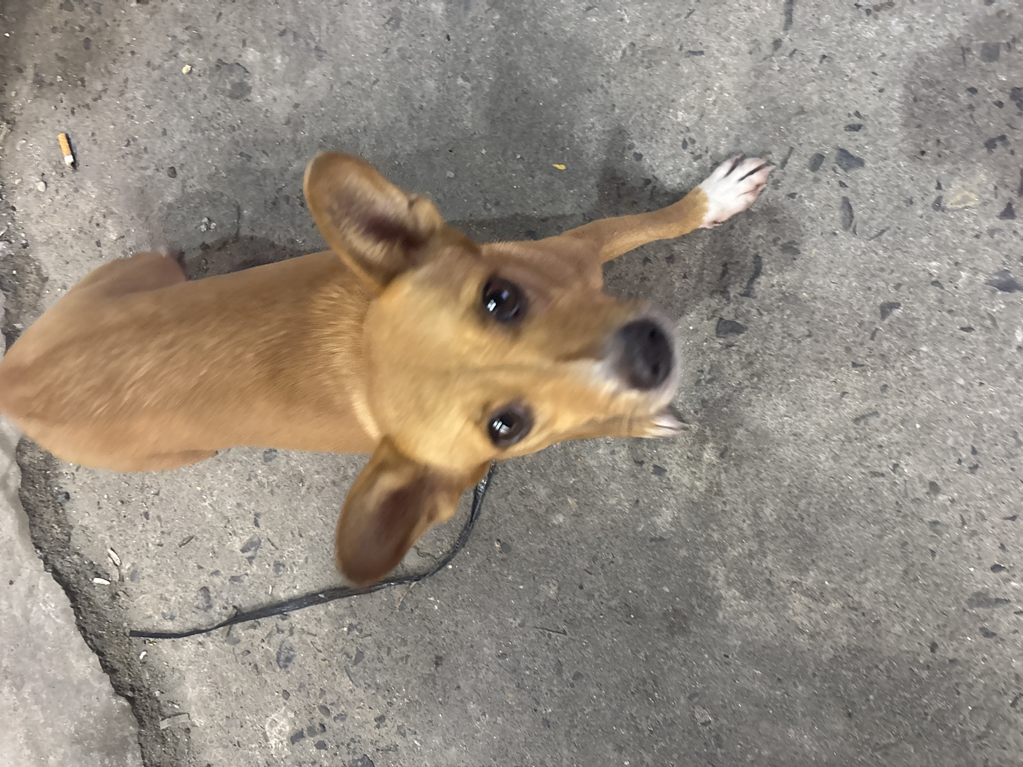 The scene depicts an outdoor urban environment, specifically a textured, gray concrete ground surface, likely a sidewalk or public thoroughfare in the city of Unknown, Unknown. The primary subject is a medium-sized, short-haired dog with predominantly tan fur. The dog has prominent, erect ears, dark eyes, and a white muzzle area extending to its chest. Its front paws also exhibit white markings. The dog is positioned with its head in the lower-center of the frame, looking directly upward towards the camera, while its body extends toward the upper-right. On the concrete ground, a discarded cigarette butt with an orange filter is visible in the upper-right quadrant. A thin, dark, curvilinear object, resembling a piece of wire or string, runs from the mid-left edge of the frame towards the dog's left side. Scattered across the concrete are various small pieces of dark and light debris. The concrete surface exhibits minor cracks and irregularities, suggesting wear and exposure to elements.