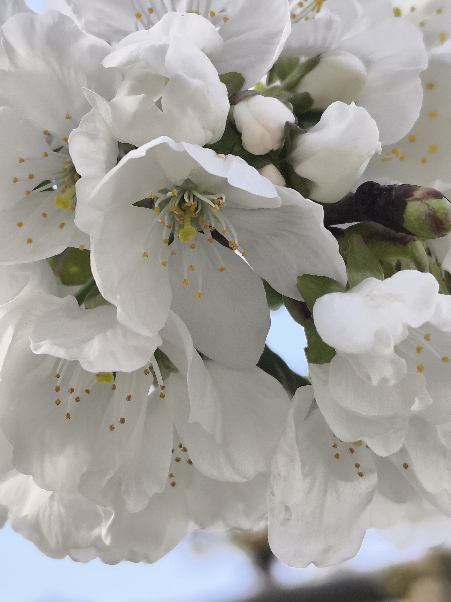 The image shows a close-up of white cherry blossoms in full bloom. The petals are delicate and slightly translucent, with a cluster of yellow stamens and pistils visible in the center of some of the flowers. Several closed buds are visible among the open flowers. In the background, a hint of blue sky. It is impossible to confirm the location in Priseltsi, Bulgaria from visual information.