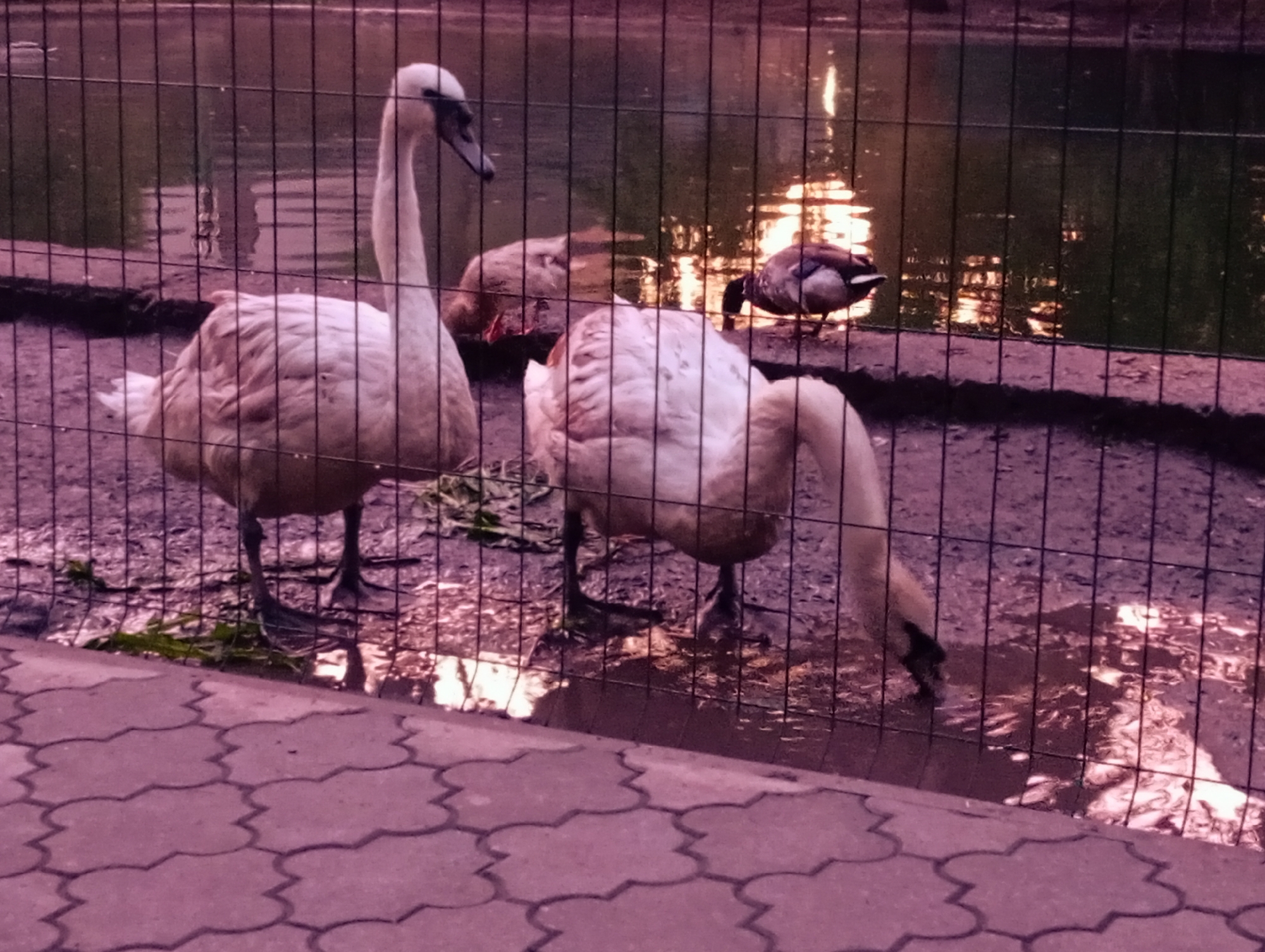 The image shows two swans and two ducks behind a fence near a body of water. One swan is standing upright, while the other is bending down, possibly drinking. The ducks are near the edge of the water. The scene is at sunset. The location is near a lake in Poltava, Ukraine. The image is taken through a wire fence. A paved surface is in the foreground.