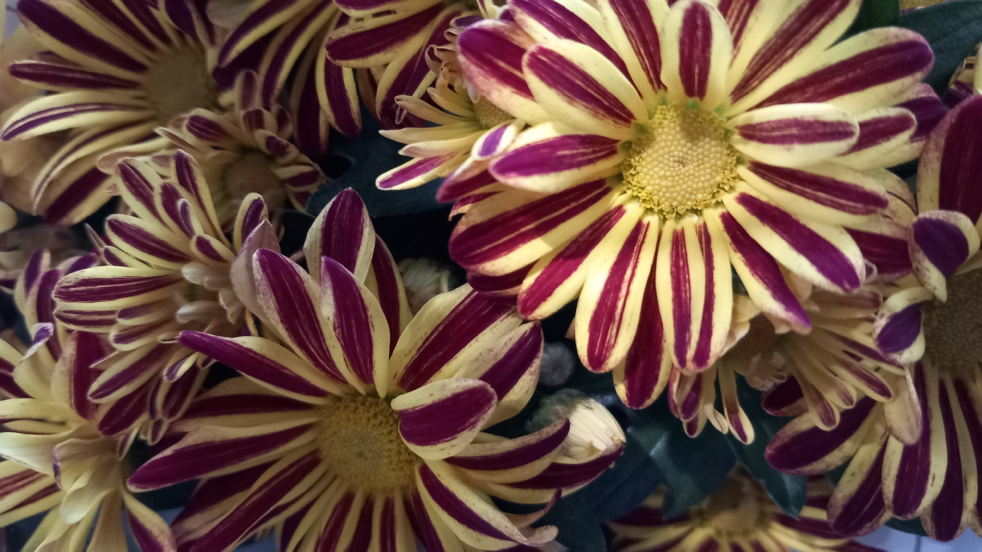 The image is a close-up, overhead view of a bouquet of chrysanthemums. The flowers have yellow petals with striking deep purple stripes running lengthwise. The centers of the flowers are a lighter yellow and appear to be composed of many tiny florets. The petals are pointed and arranged in layers, giving the flowers a spiky appearance. Some of the petals are slightly curled. In the background, dark green leaves are visible, and a hint of a textured surface, possibly a tablecloth or basket, is present at the bottom. The lighting suggests an indoor setting, possibly natural light from a window. There are no people or animals in the image, nor any indication of a specific location within the city of Kos, Greece.