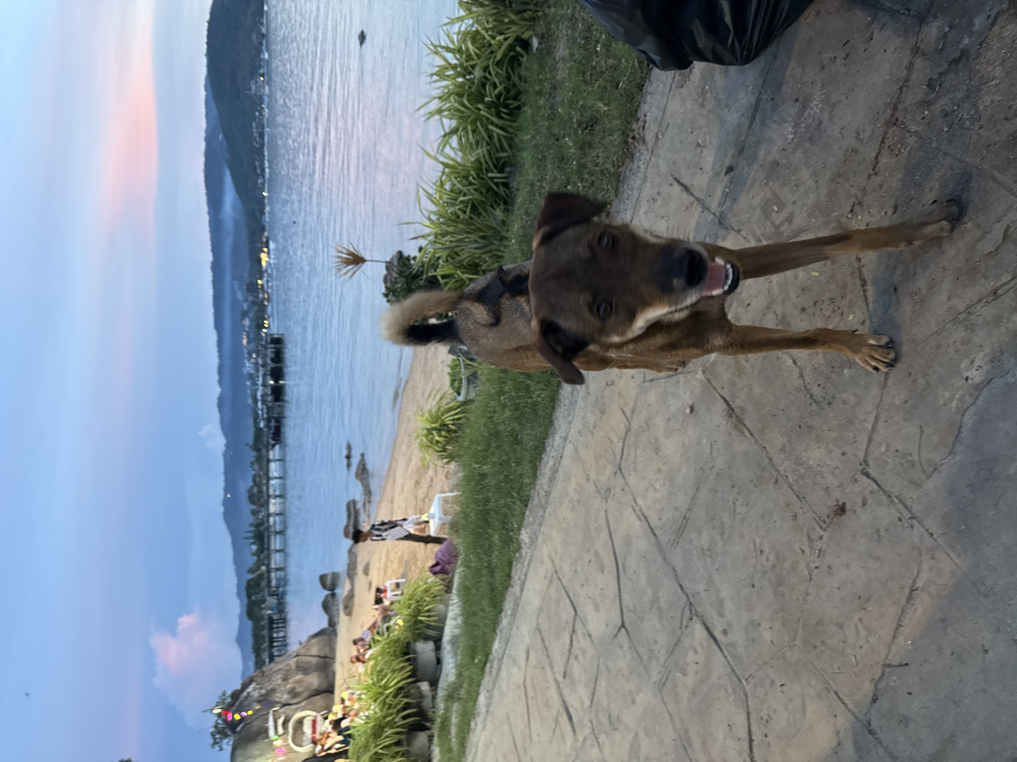 The image depicts a coastal scene at dusk in Baan Plai Laem, Thailand. A medium-sized, brown dog with its mouth open stands on a stone pathway in the foreground, looking towards the viewer. The dog has a curled tail and appears to be panting. Behind the dog, a sandy beach stretches to the ocean. Several large rocks are visible on the beach, with some people seated on chairs near one of the rocks, illuminated by colorful lights. A wooden pier extends into the water in the middle ground, with boats docked alongside it. The water is calm, reflecting the soft hues of the twilight sky, which transitions from blue to pink. Green foliage lines the edge of the pathway and the beach. In the background, hills covered in vegetation rise against the horizon. The overall atmosphere is serene, with the natural beauty of the coast bathed in the soft light of dusk.