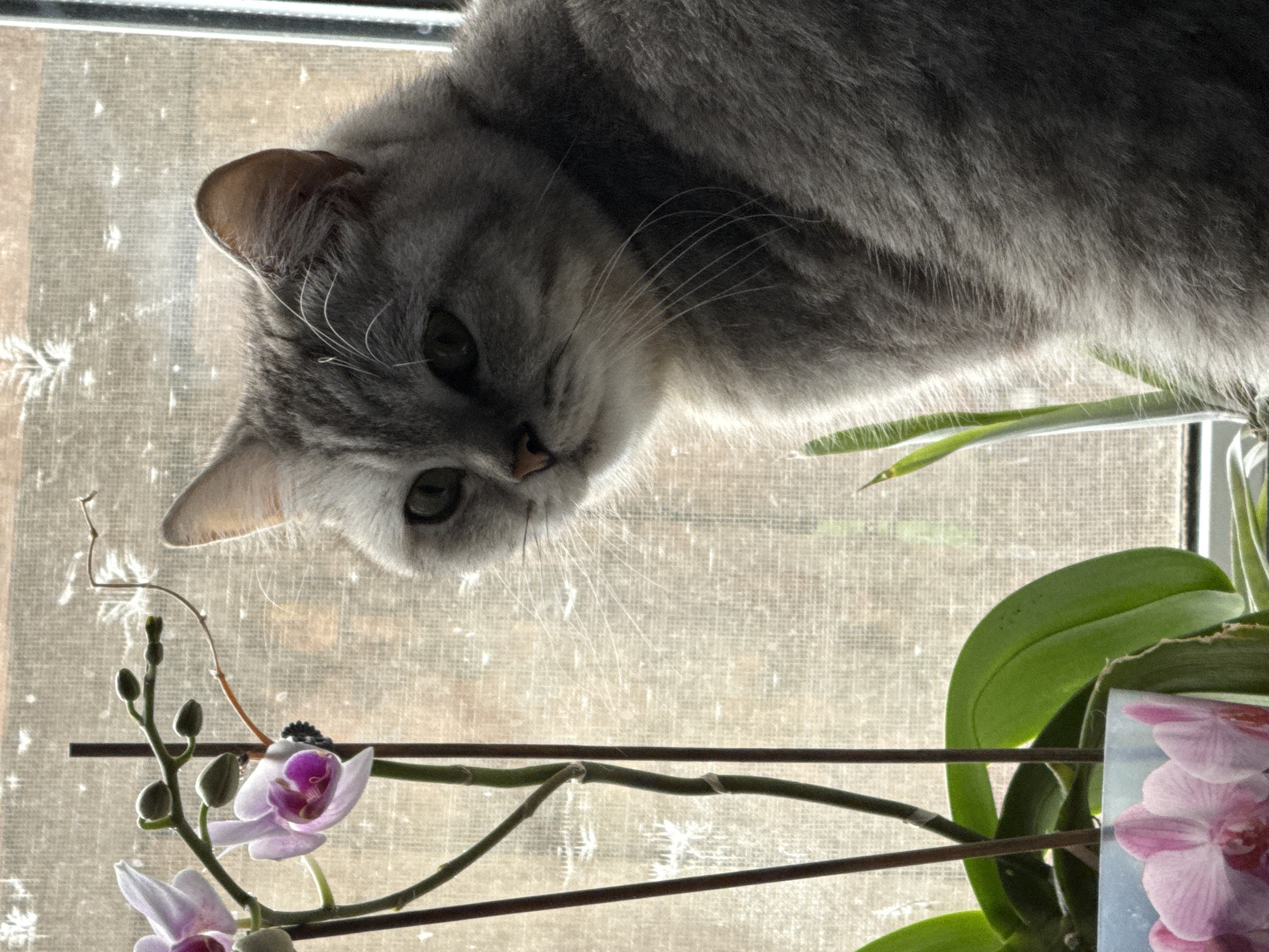 A silver tabby cat is perched above a window, looking down at a potted orchid with pink and purple blossoms. The cat is mostly gray with darker stripes and white whiskers. The orchid has multiple green leaves and dark brown stems. The window is covered by a semitransparent screen, revealing a blurred view of the outside. No people are visible in the image. The location is Chaikovsky, Russia.