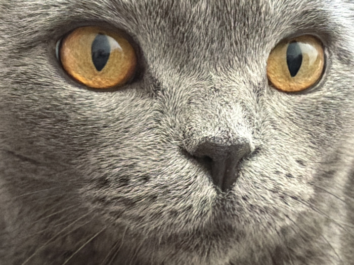 This image, captured in Saint Petersburg, Russia, presents a forensic close-up of a domestic cat's face. The feline exhibits dense, short grey fur. Its eyes are a prominent amber-gold color, featuring narrow vertical pupils that reflect an unknown light source. A dark grey, textured nose is centrally positioned beneath the eyes. Numerous fine white whiskers emanate from the muzzle area. The tight crop excludes any background or environmental elements. No people, other subjects, or actions are discernible.