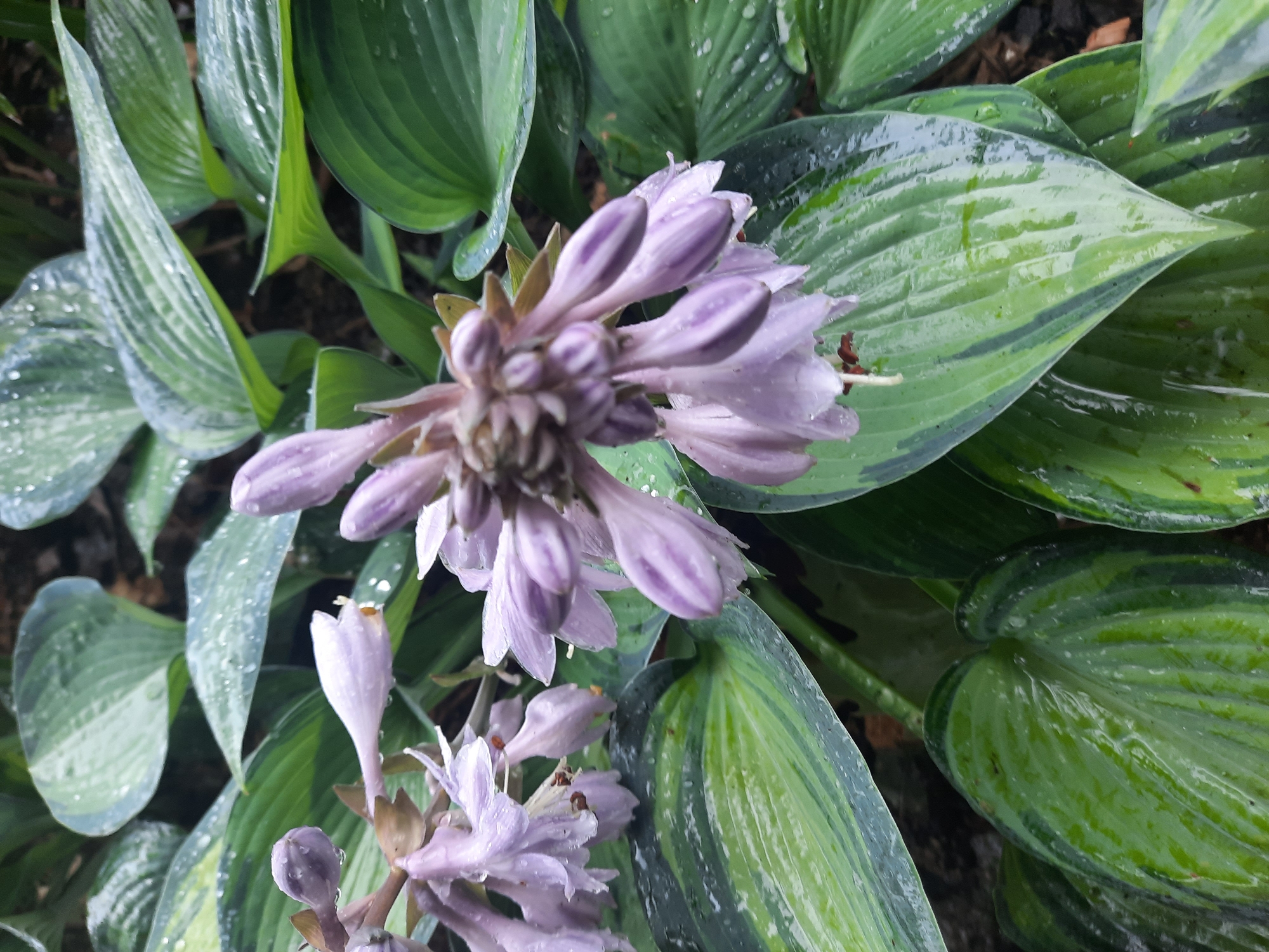 The image shows a close-up, overhead view of a hosta plant with variegated green and cream leaves and clusters of light purple, bell-shaped flowers. The leaves and flowers are wet, indicating recent rain. The plant appears to be growing outdoors in a garden setting. The specific location in Rosenheim, Germany, is not identifiable from the image itself. There are no people or animals present. The focus is on the natural elements of the plant.
