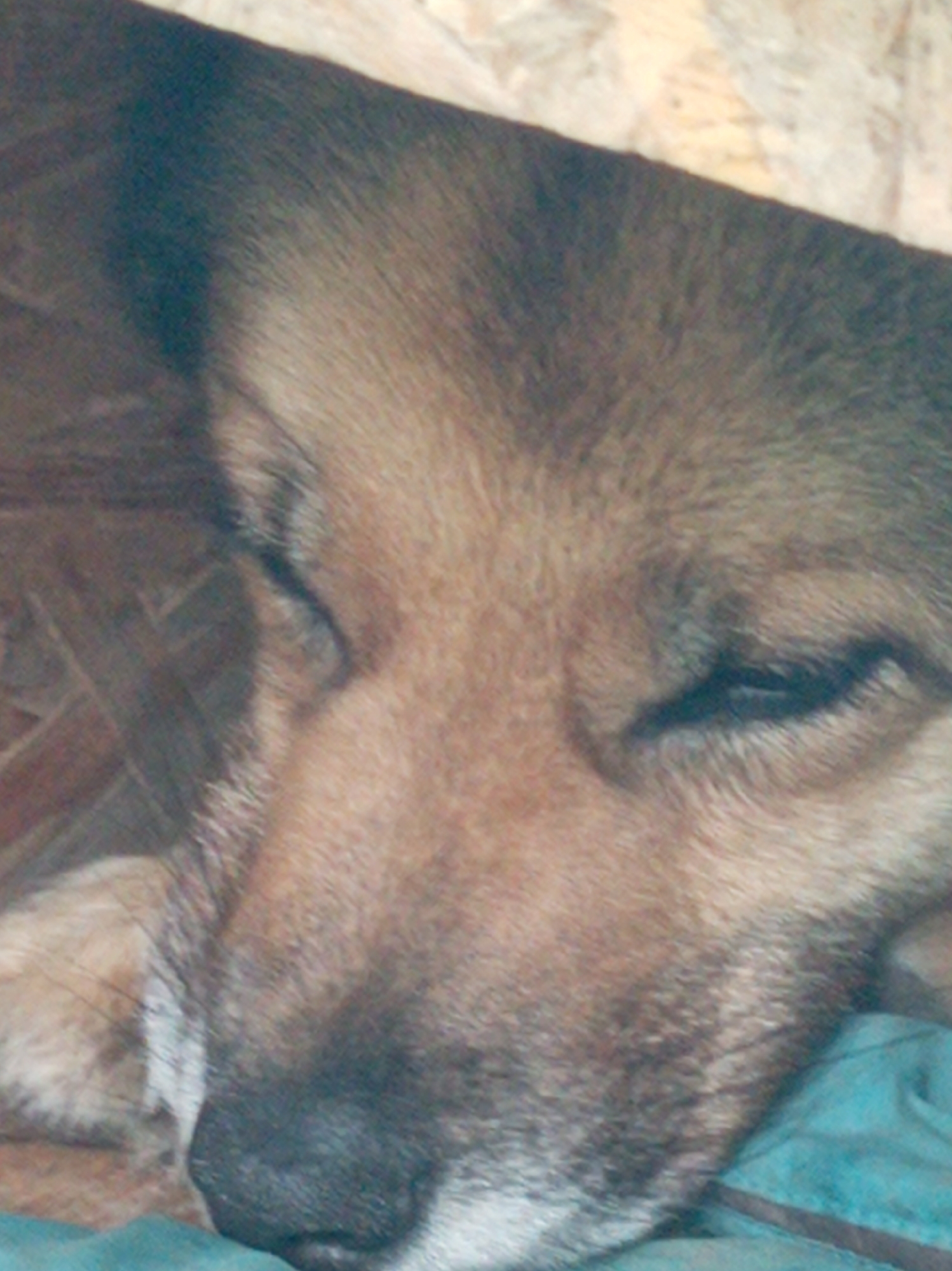The image is a close-up, low-angle shot of a dog sleeping on a teal-colored blanket. The dog's face is in focus, with its eyes closed and its nose resting on the blanket. The dog's fur is a mix of brown and black. The background is blurred and appears to be a wooden surface. The image does not contain any information about the city of Artyom, Russia.
