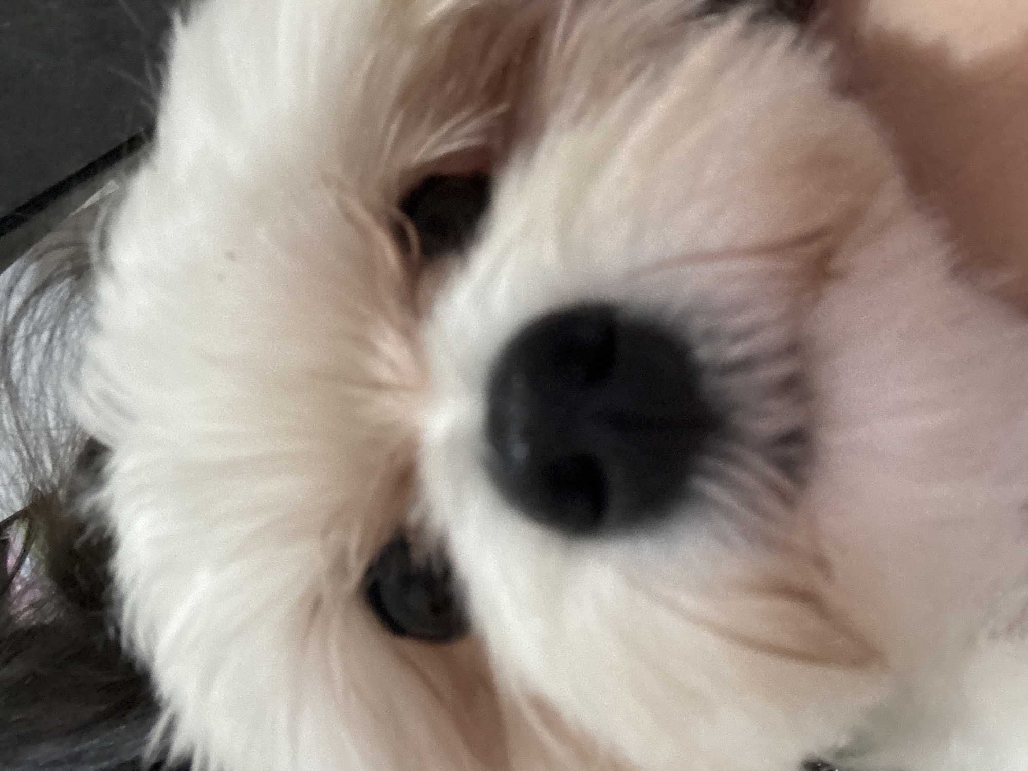 This is a close-up, out-of-focus photograph of a white dog's face, likely a small breed like a Shih Tzu or Maltese, given its fluffy white fur. The dog's black nose and one dark eye are partially visible. The perspective is from above, looking down at the dog. The background is dark and indistinct, suggesting an indoor setting. There is no text visible in the image. The overall impression is one of intimacy, with the camera very close to the subject. The blurriness suggests the photo might have been taken quickly or with a shallow depth of field. The specific location within Mikhaylovsk, Russia, cannot be determined from the visual cues alone.