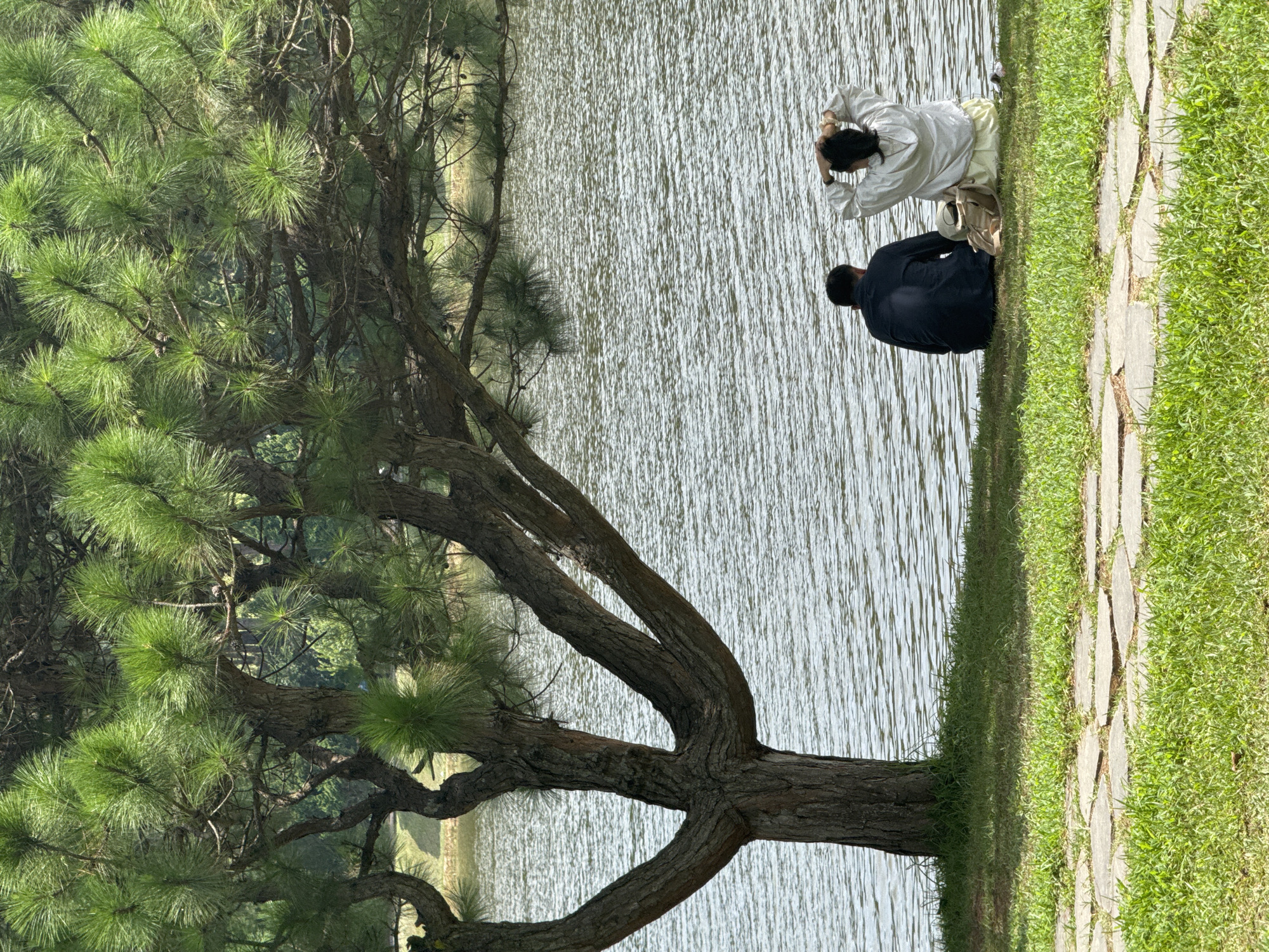 The image shows a couple sitting on the grass next to a large pine tree, overlooking a body of water. The scene is set in Da Lat, Vietnam, a city known for its cool climate and pine forests. The couple appears to be relaxed, with the woman tying her hair up, and the man facing the water. A bag sits between them. The pine tree is lush and green, with its branches reaching out over the water. The water is calm, with gentle ripples reflecting the sunlight. The grass is a vibrant green, and a pathway made of flat stones can be seen in the foreground. The overall atmosphere is peaceful and serene.