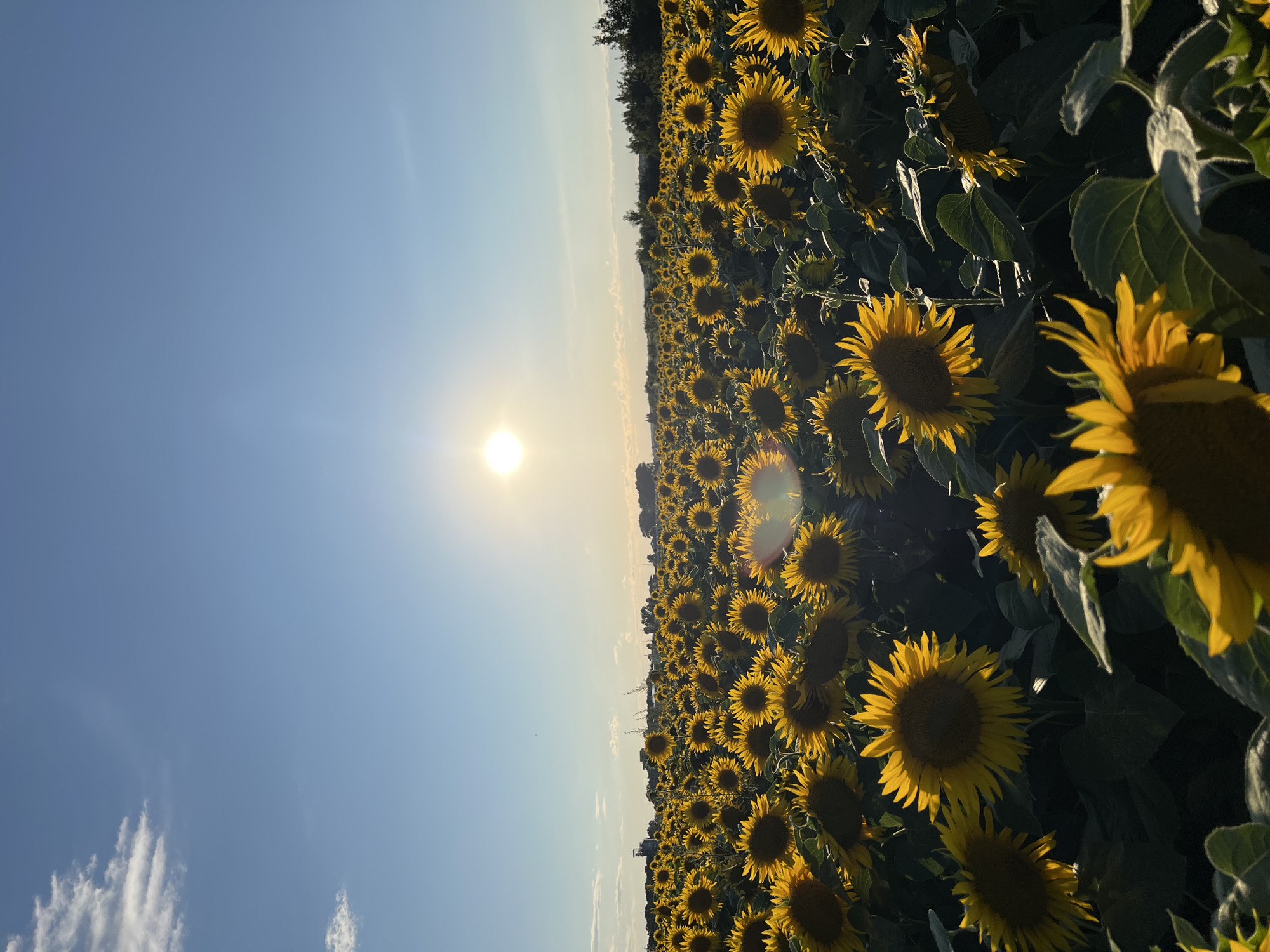 This is a vertical, eye-level, outdoor, wide shot of a sunflower field during golden hour. The sun is low in the sky, casting a warm glow. The sky is clear with a few wispy clouds. The field is densely packed with sunflowers, most of which are facing the sun. In the distance, there are trees and buildings, suggesting a rural or suburban setting. The image does not contain any people, actions, or interactions. The location is not specified in the image.