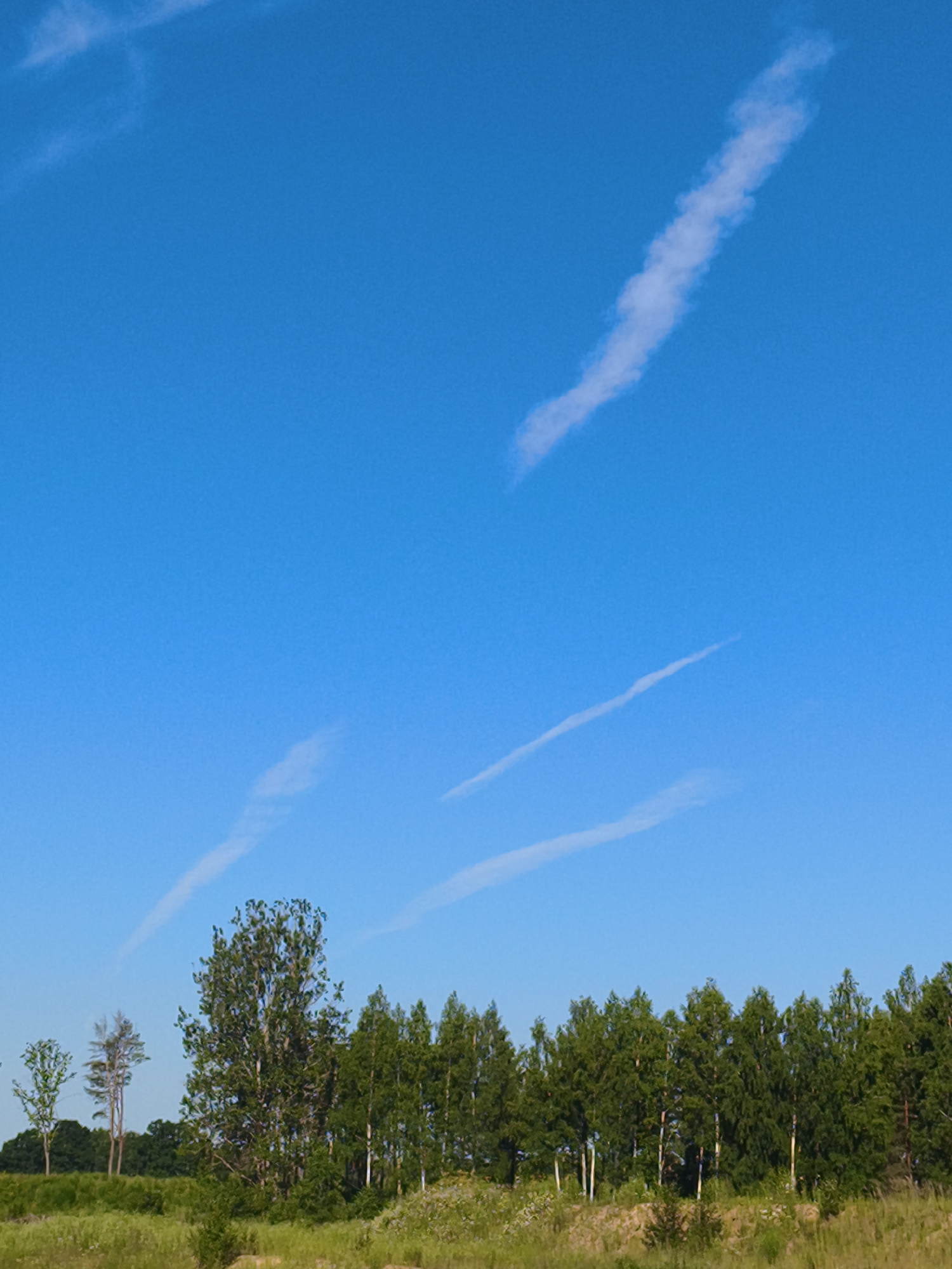 The image depicts a rural landscape under a bright blue sky with several wispy clouds. In the foreground, there is tall, dry grass and some vegetation. A line of deciduous trees, predominantly birch with their distinctive white bark, forms a dense band across the middle ground. To the left of the tree line, there are a few scattered trees, including a tall, leafy tree and two thinner, sparser trees. The background is a clear blue sky with subtle contrails from aircraft. The scene is tranquil and appears to be taken in an open, natural setting, characteristic of the outskirts of Skrunda-1, Latvia, where such expansive fields and forests are common. There are no people or animals visible in the image. The overall impression is one of a peaceful summer day in the Latvian countryside.