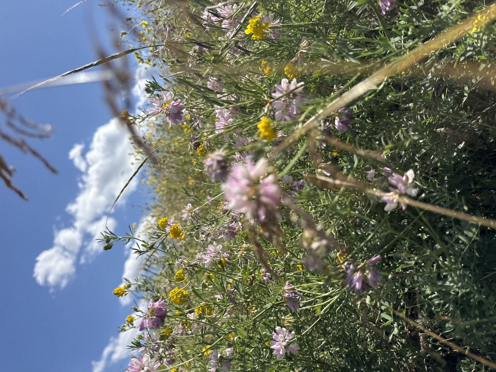 The image captures a vibrant wildflower meadow bathed in bright sunlight. The scene is dominated by a dense collection of green foliage, interspersed with numerous small, delicate flowers. The flowers appear in various shades of light purple and yellow, some in full bloom and others as buds. Thin, dry stalks of grass are visible, some in focus and others blurred, adding a sense of depth and texture to the composition.
The sky is a clear, bright blue with a few fluffy white clouds drifting by. The perspective is low, looking up into the flowers and sky, which gives a feeling of immersion in the natural environment. The overall impression is one of a warm, sunny day in a wild, untamed landscape. There is no visible text in the image. The time of day is likely daytime due to the bright sunlight and clear sky. The weather appears to be pleasant and sunny. The location is a natural outdoor setting, likely a meadow or field where wildflowers grow in abundance. The emotions evoked are peacefulness and a sense of natural beauty.