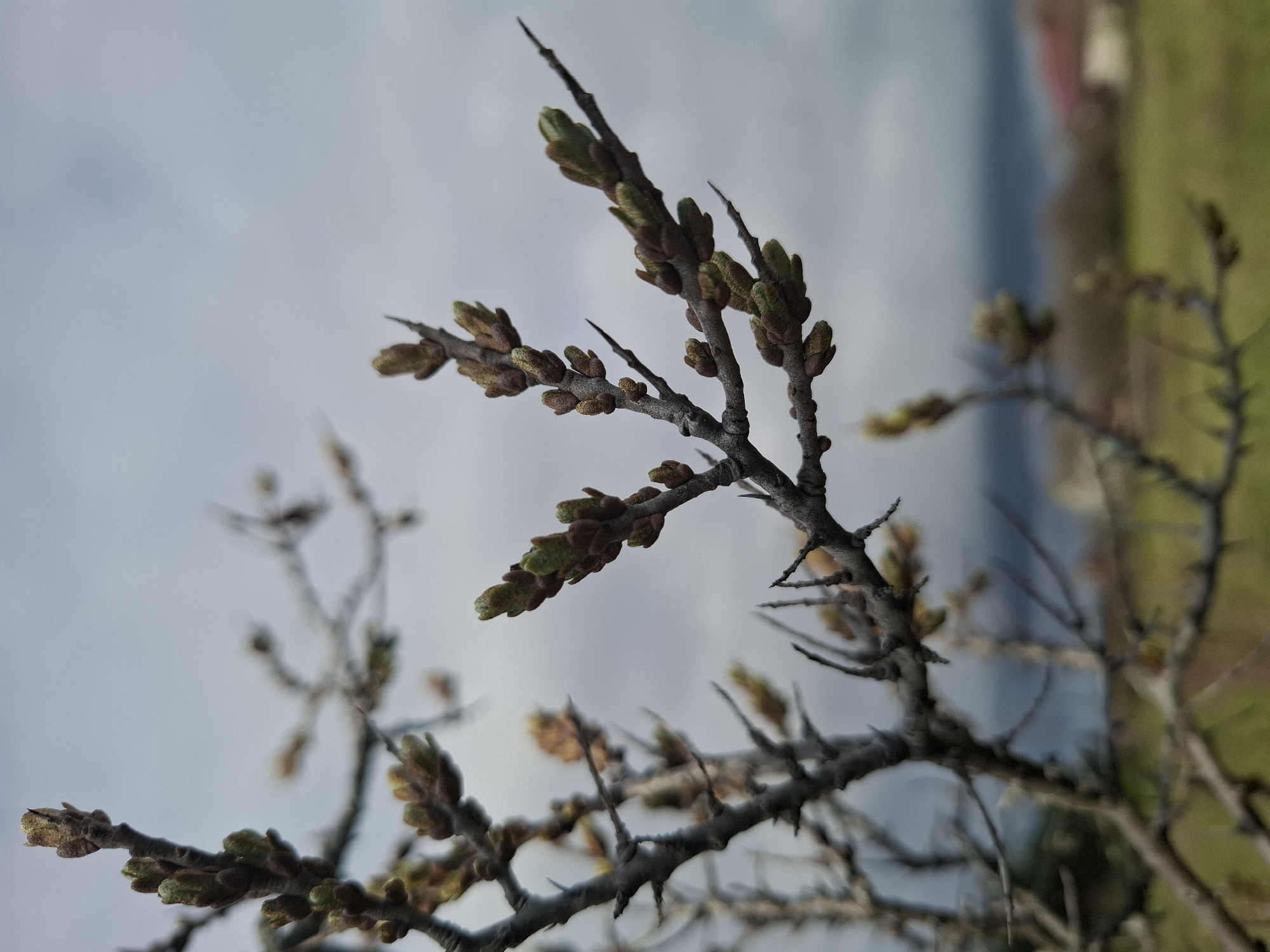 The image shows a close-up of a thorny tree branch with buds in early spring. The buds are brown and green, suggesting new growth. The background is blurred, showing a cloudy sky and indistinct green and red patches that could be grass and a building, respectively. The location is Khlevnoye, Russia.