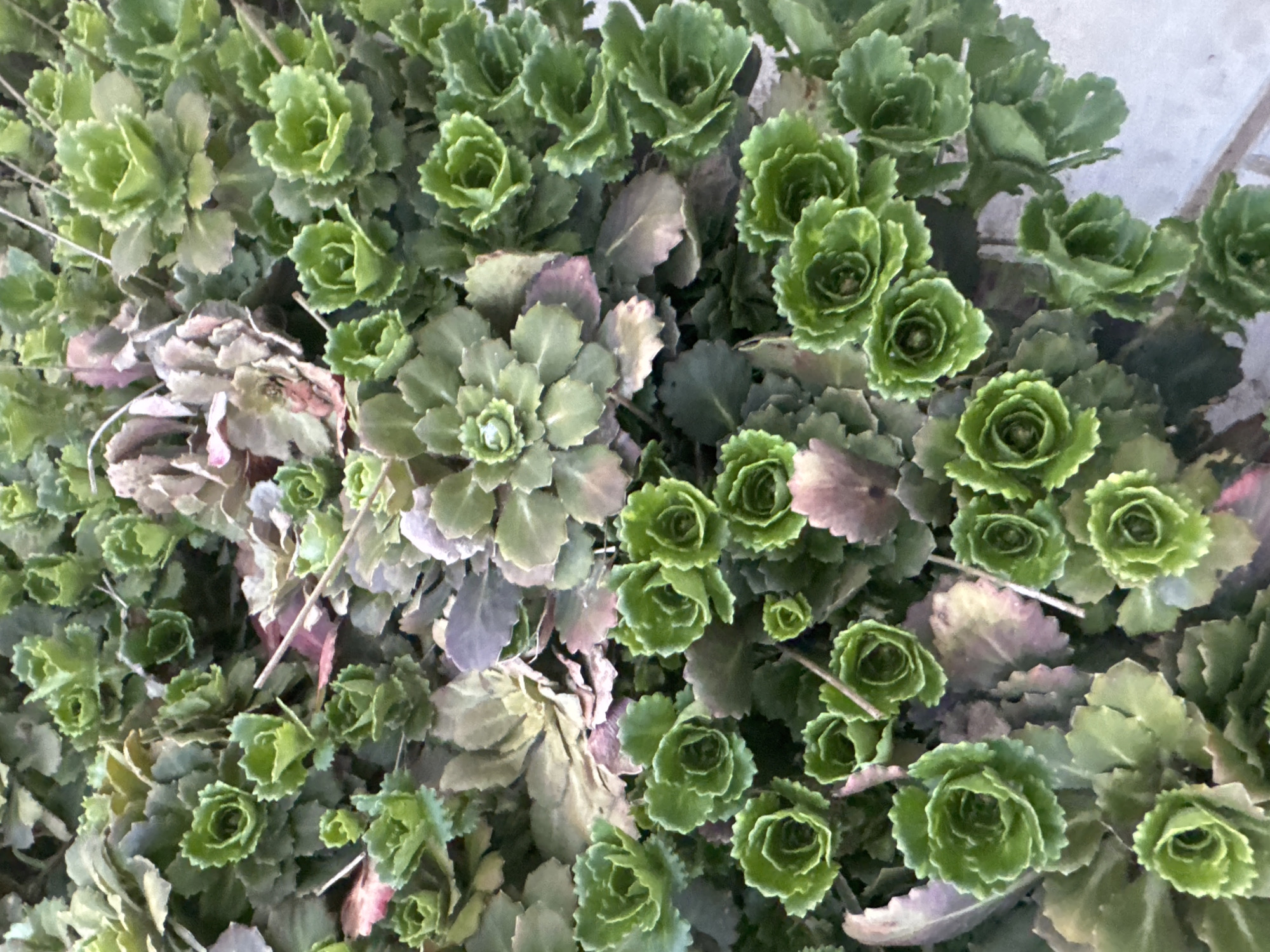 The image depicts a dense patch of green plants with rosette-shaped formations. The rosettes vary in size, with some being larger and more developed than others. The leaves are generally green, but some display a purplish or brownish tint, indicating potential stress or aging. The composition is a close-up view, capturing the intricate details of the plant structures. The specific location in the city of Mayak, Russia, cannot be determined from the image alone. No people, subjects, or objects are apparent in the image. No actions or interactions are apparent. The environment appears to be an outdoor setting.