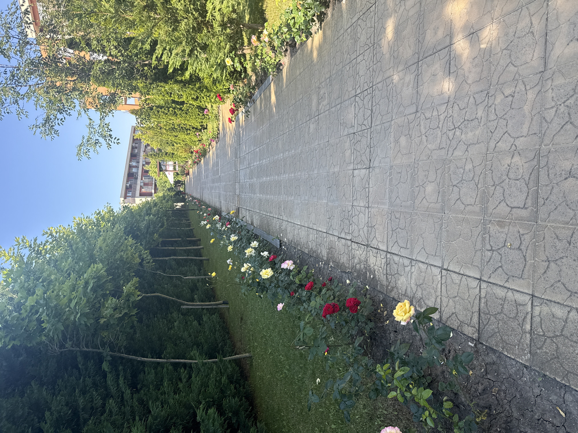 A paved walkway lined with rose bushes and trees leads towards a building in Nesebar, Bulgaria. The walkway is made of light-colored square tiles with a textured pattern. On the left side of the walkway, a row of rose bushes with red, yellow, pink, and white flowers are planted along a grassy area. Behind the rose bushes, a line of tall, thin trees with green leaves are visible. On the right side of the walkway, a row of conical evergreen trees lines the path, and further back, a multi-story building with orange brick facades and balconies can be seen. The sky is clear and blue. The scene appears to be an outdoor area, possibly a garden or courtyard, adjacent to a residential or hotel building.
